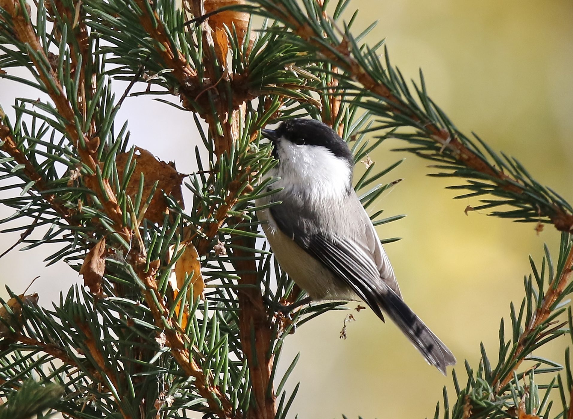 Valokuvaaja: Tuula Pirnes