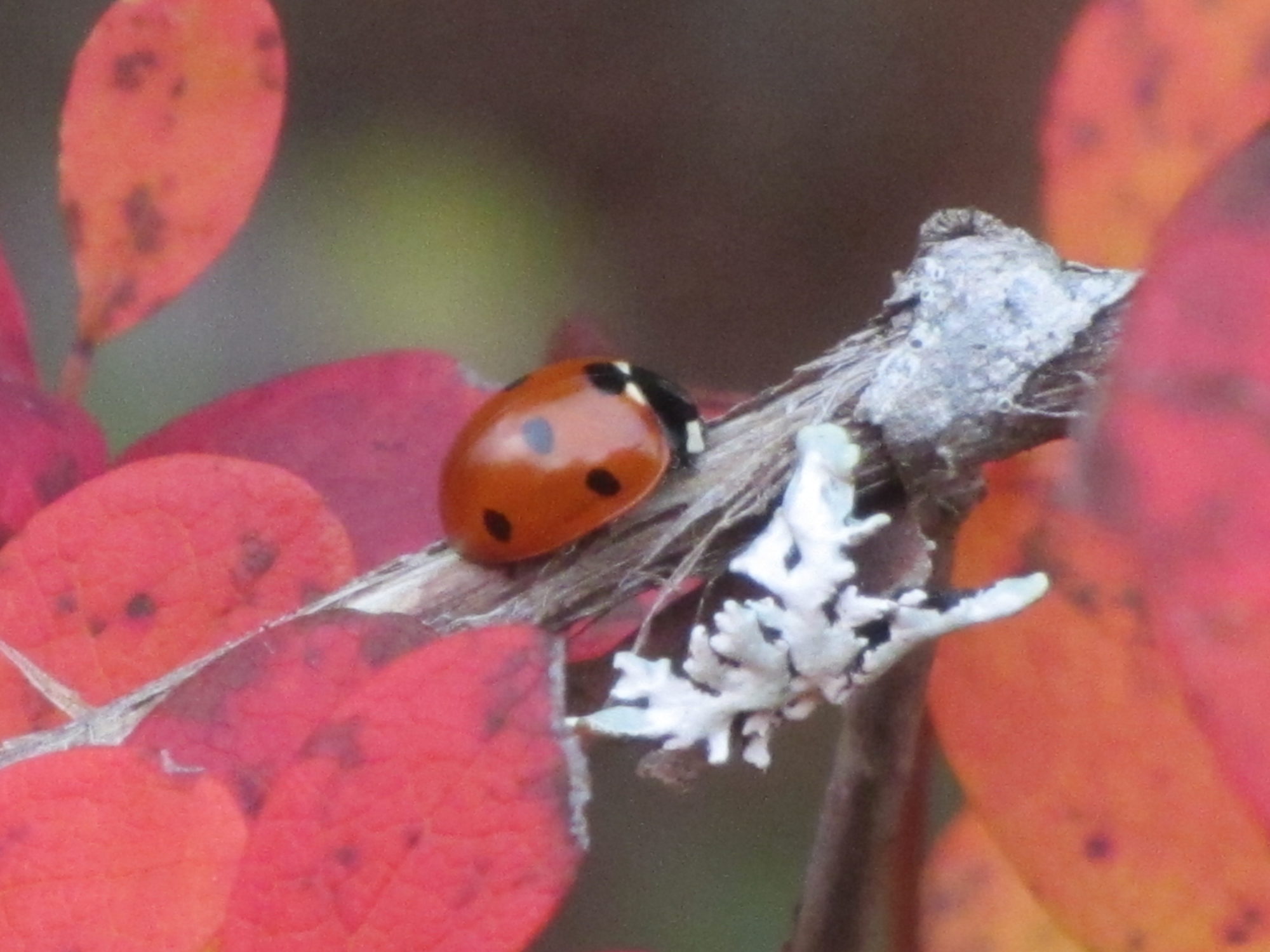 Valokuvaaja: Risto Kangassalo