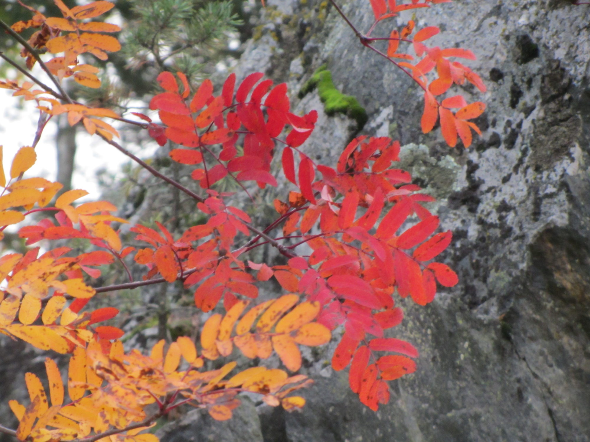 Valokuvaaja: Risto Kangassalo