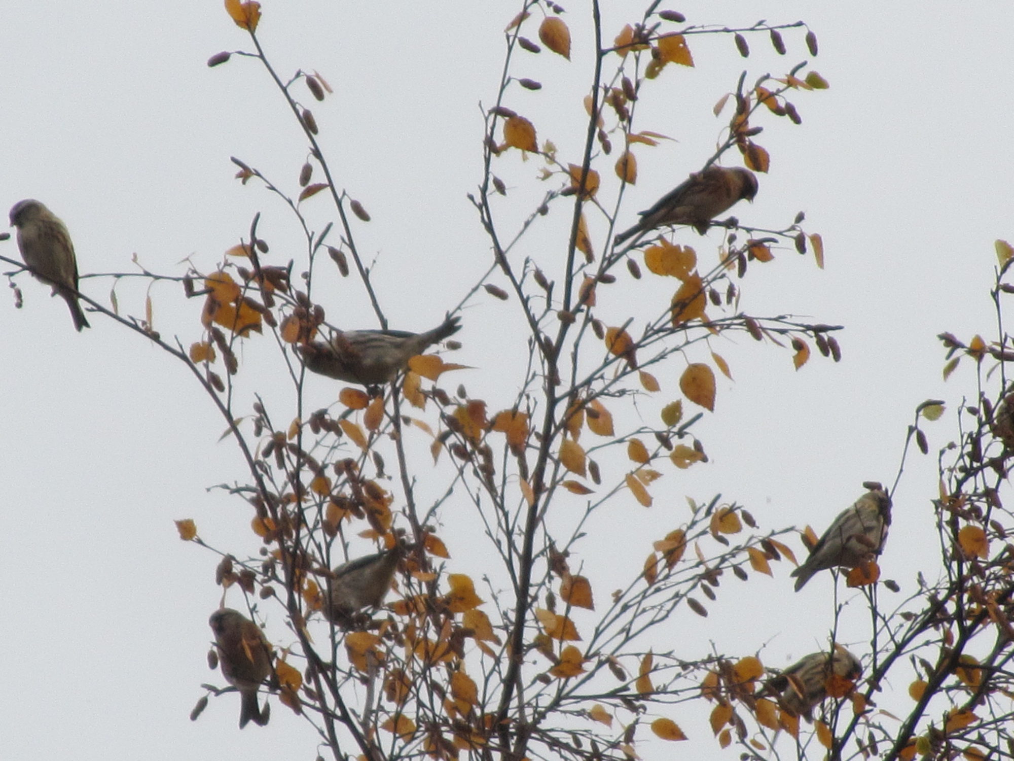 Valokuvaaja: Risto Kangassalo