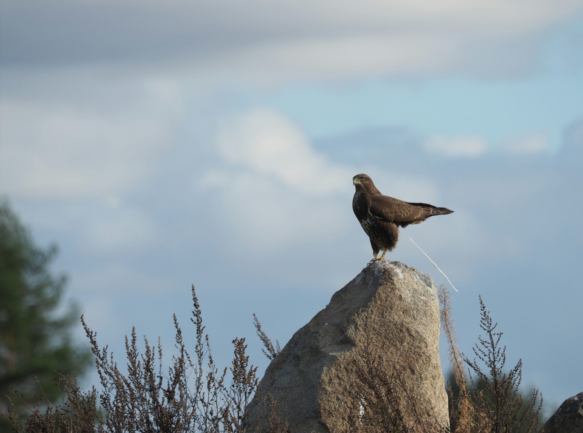Valokuvaaja: Mikkola Irma