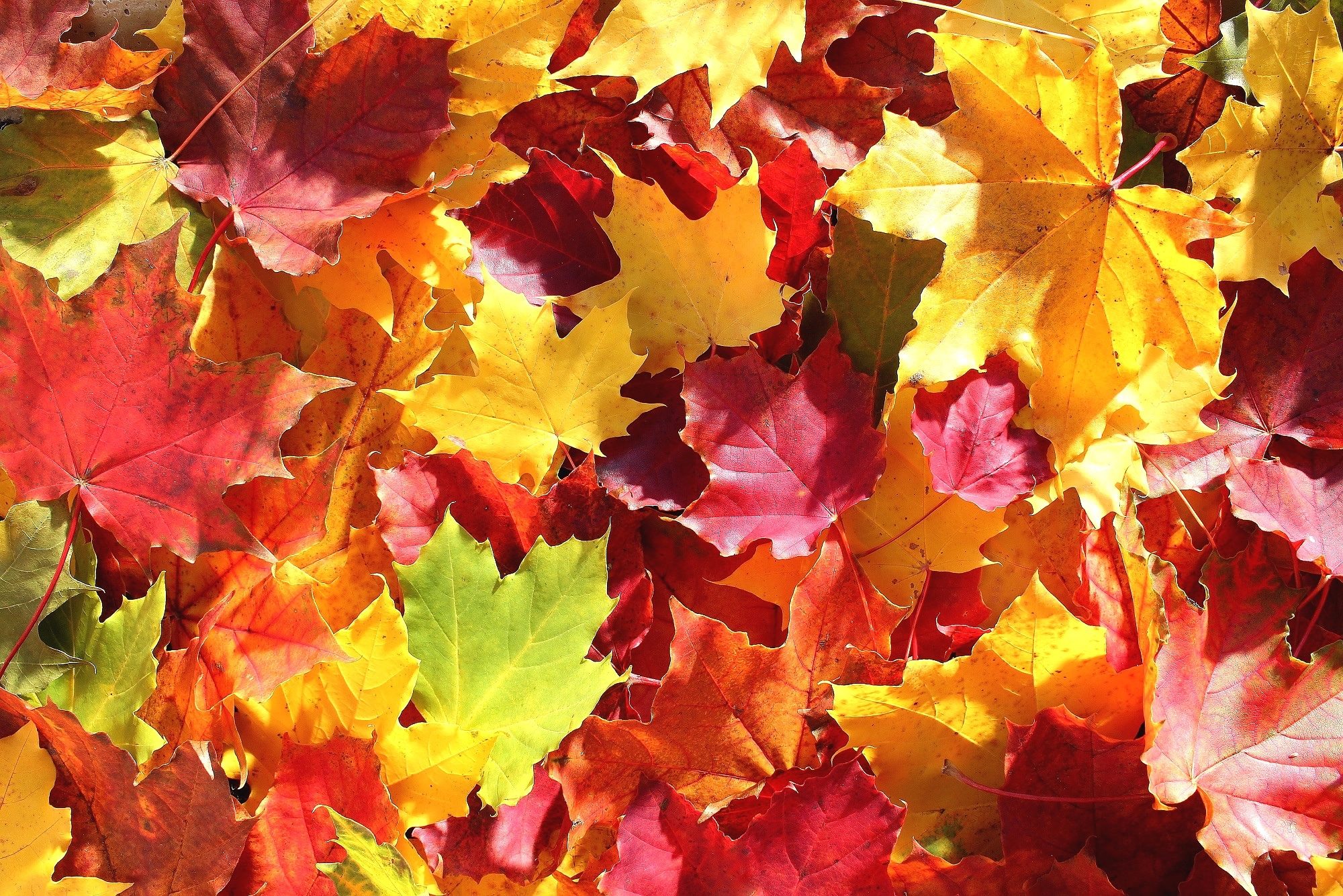 Valokuvaaja: Paula Savelius Valokuvaaja: Paula Savelius