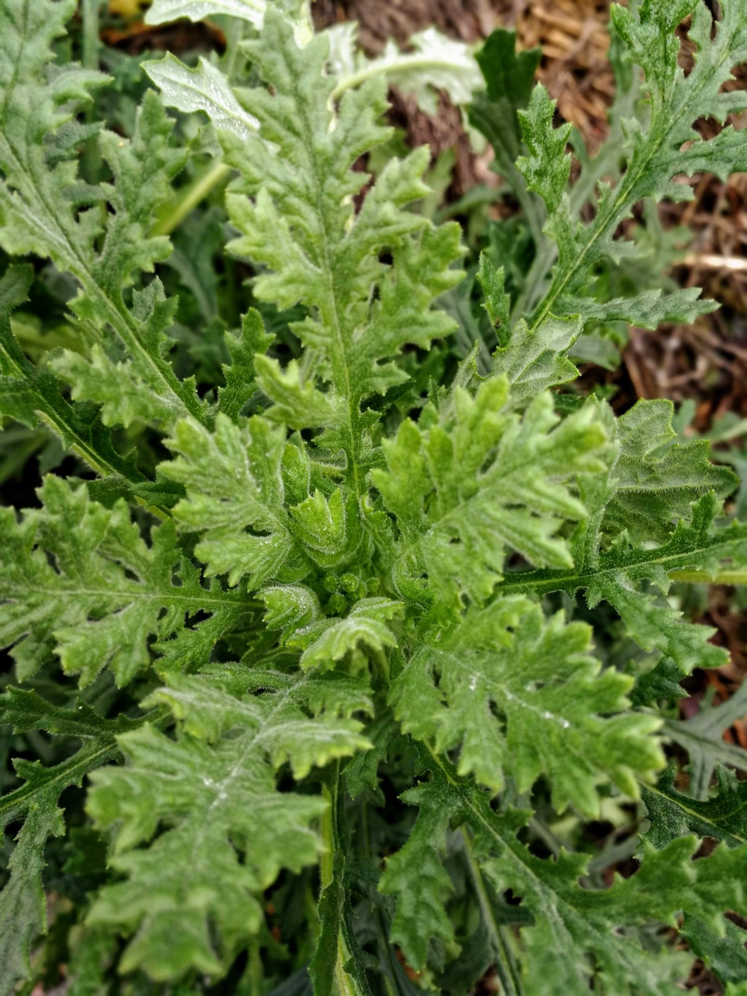 Valokuvaaja: Laura Eloniemi