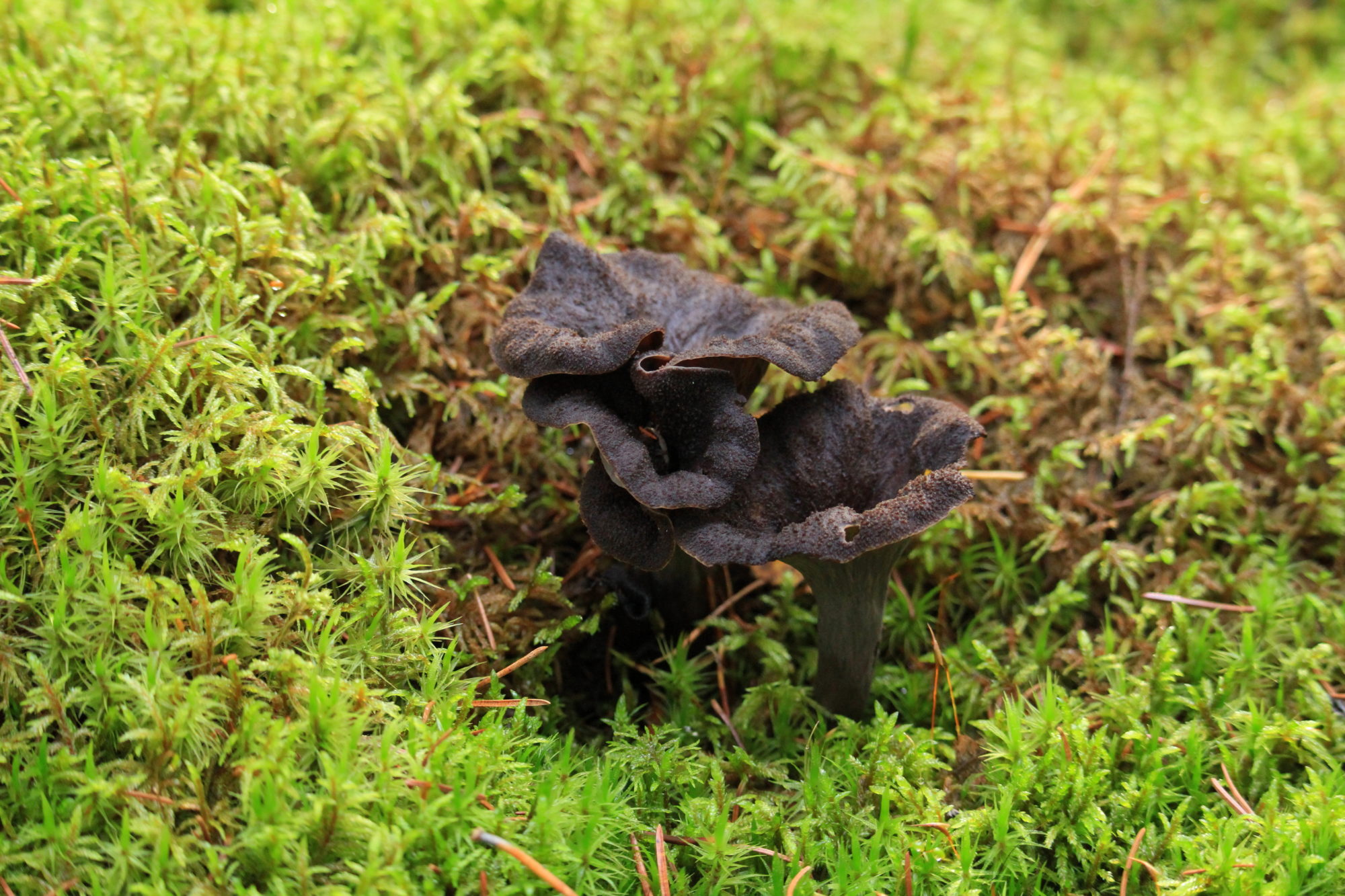 Valokuvaaja: Kirsi-Marja Joenpolvi