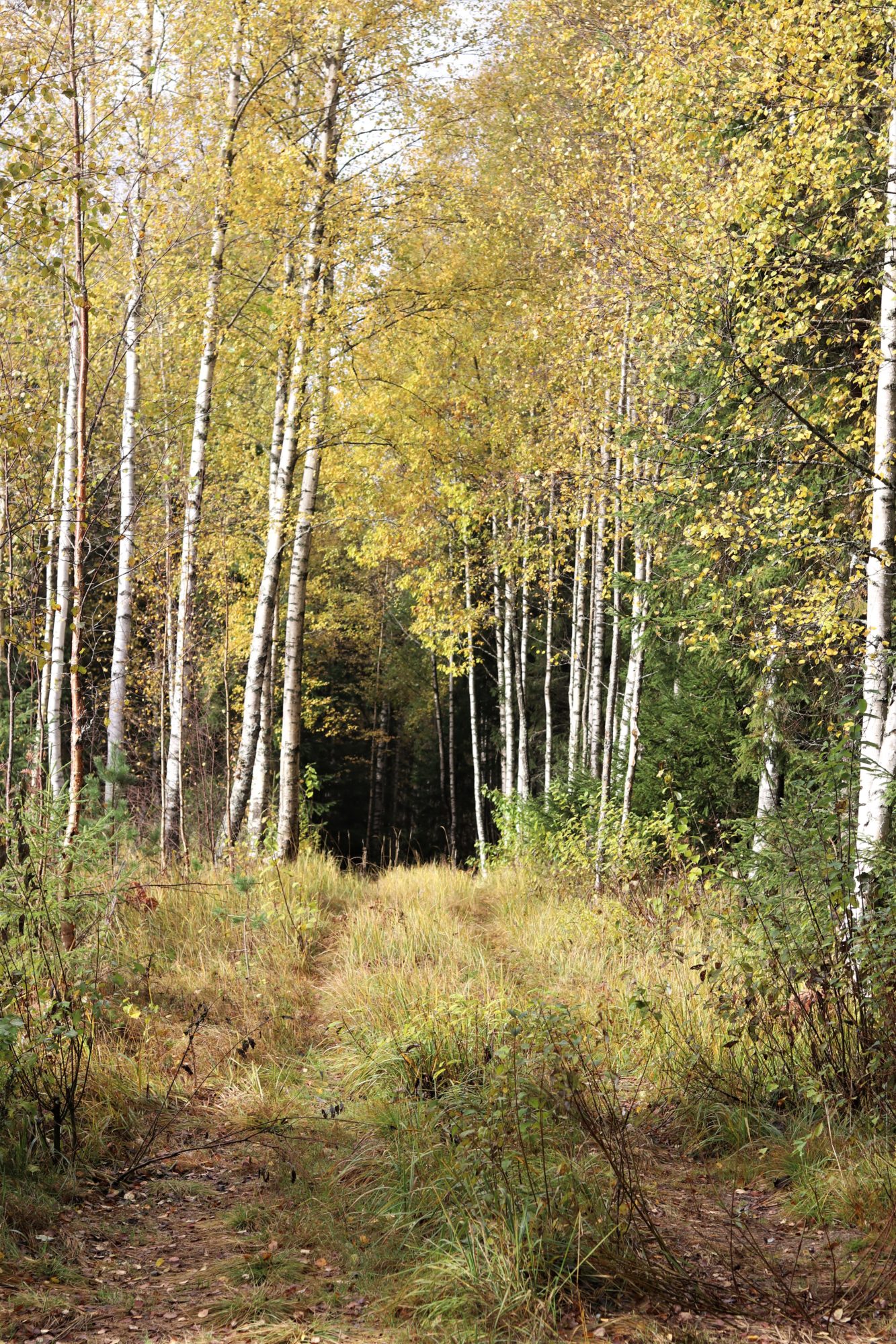 Valokuvaaja: Marianne Saviaho