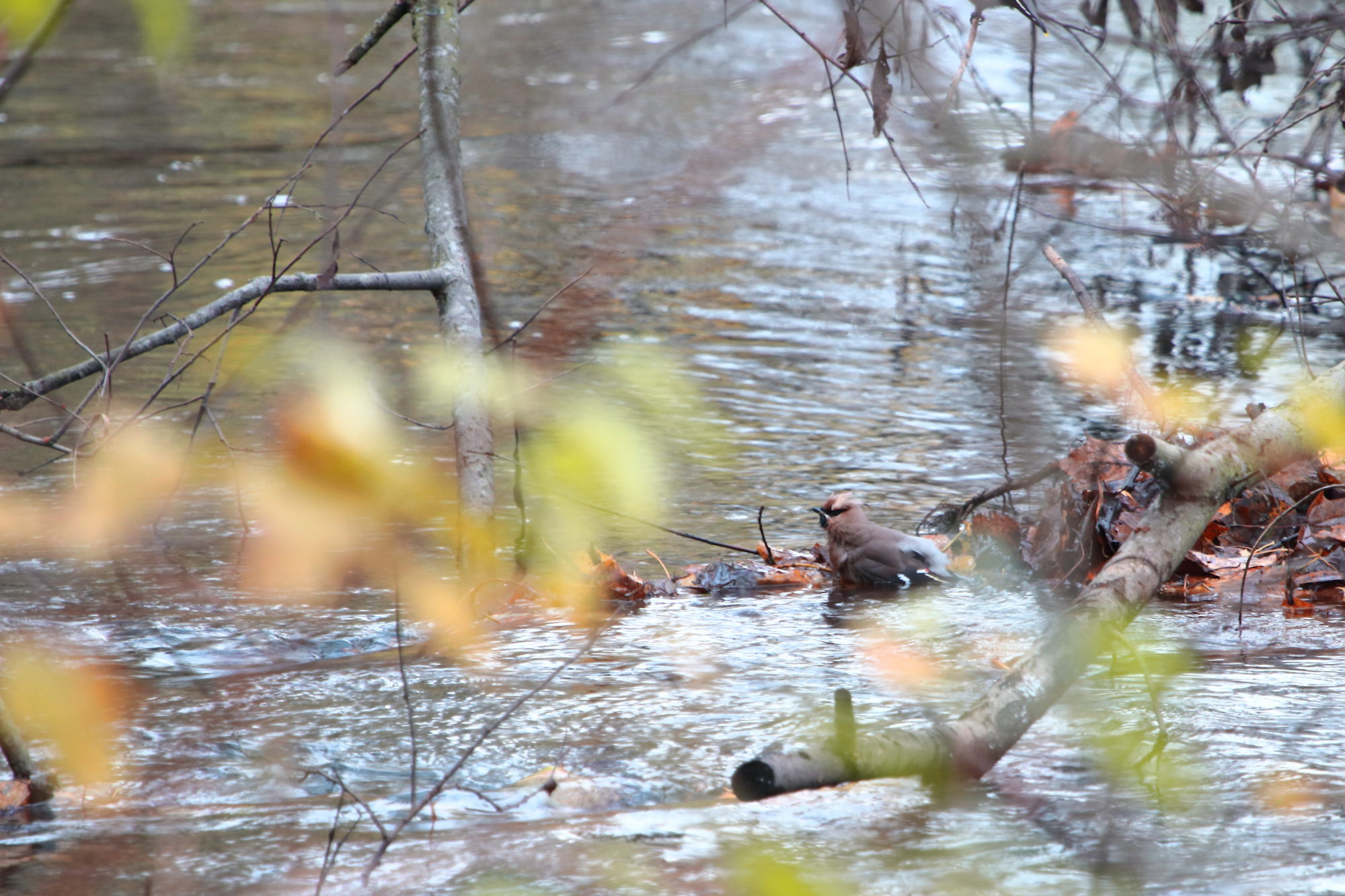 Valokuvaaja: Marianne Saviaho