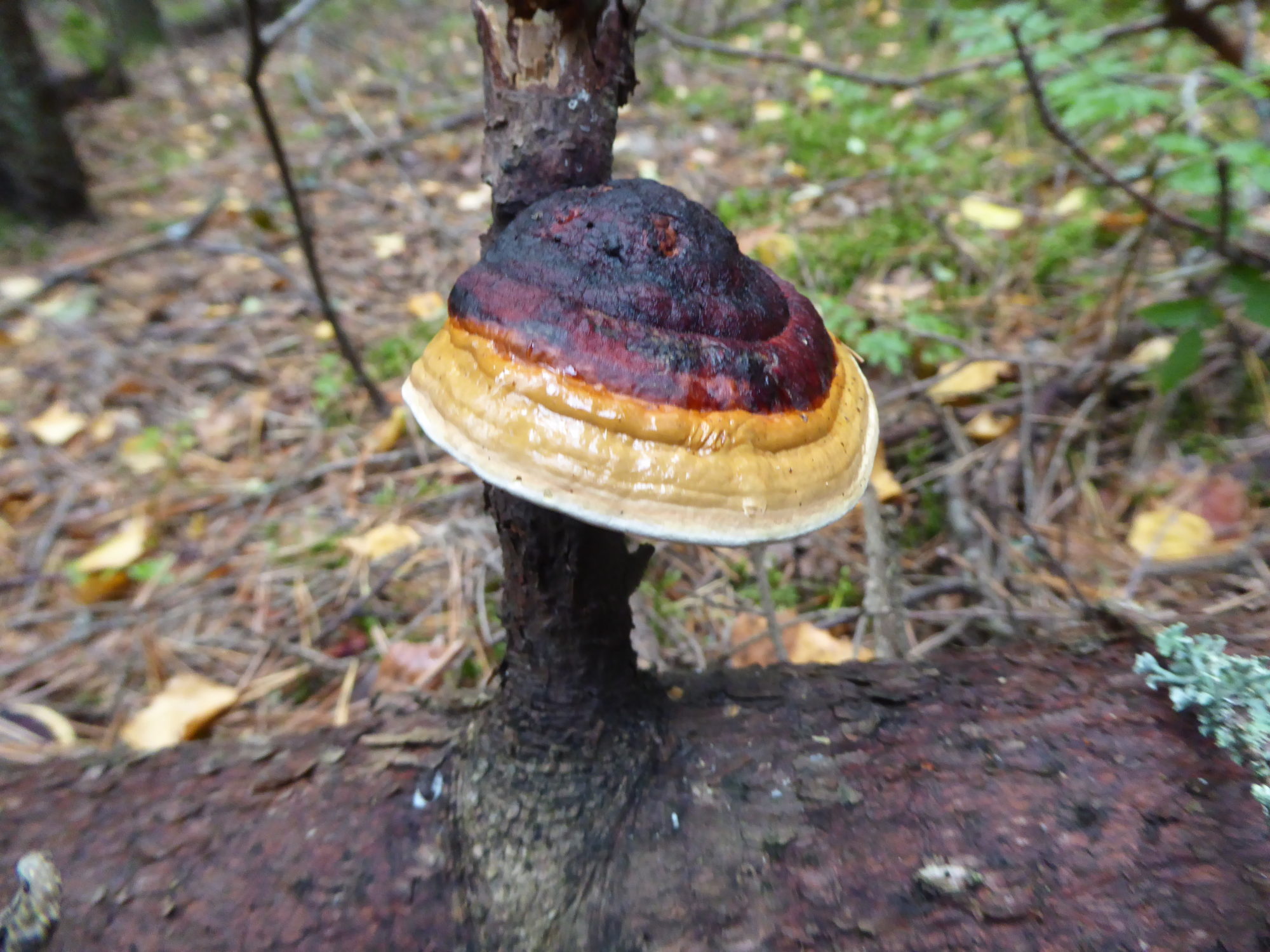 Valokuvaaja: Liisa Eronen