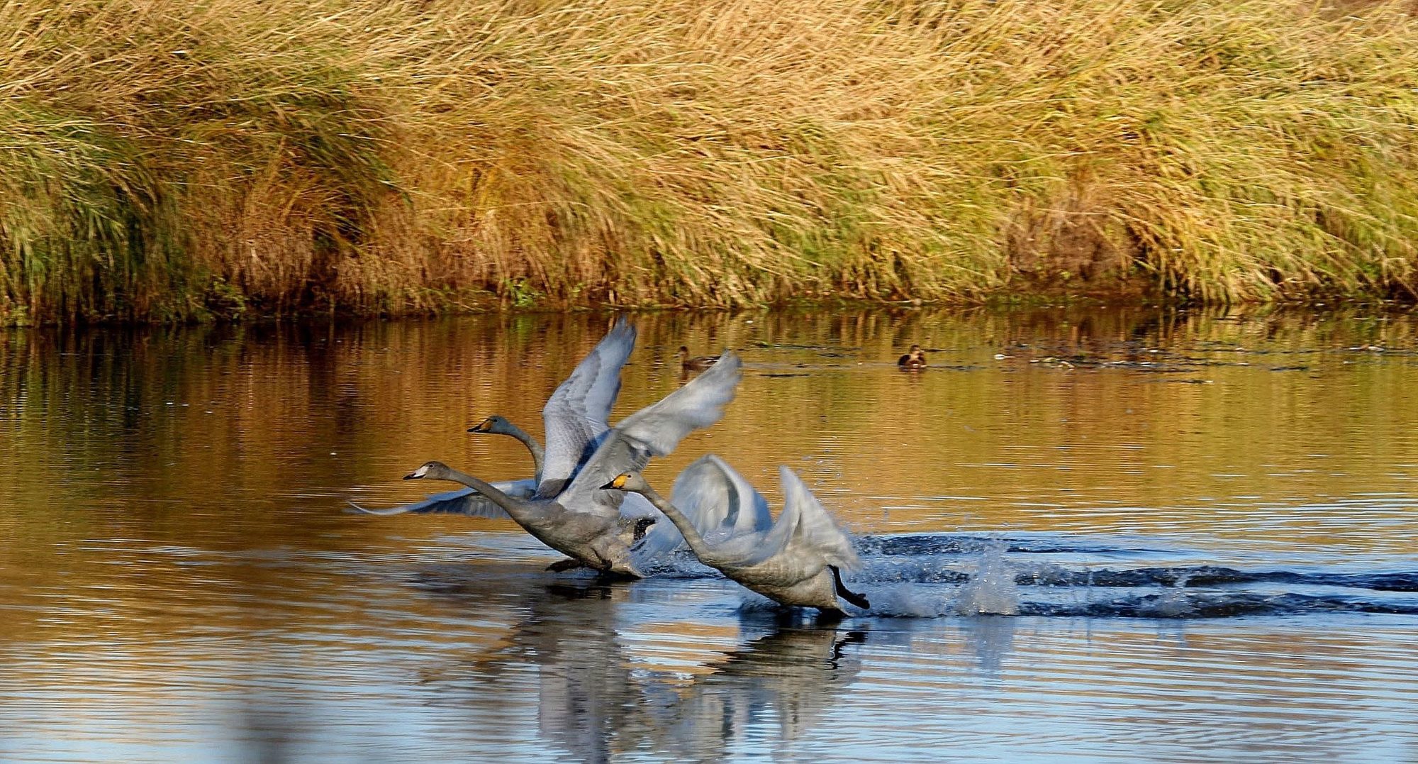 Valokuvaaja: Pirkko Siukonen Valokuvaaja: Pirkko Siukonen