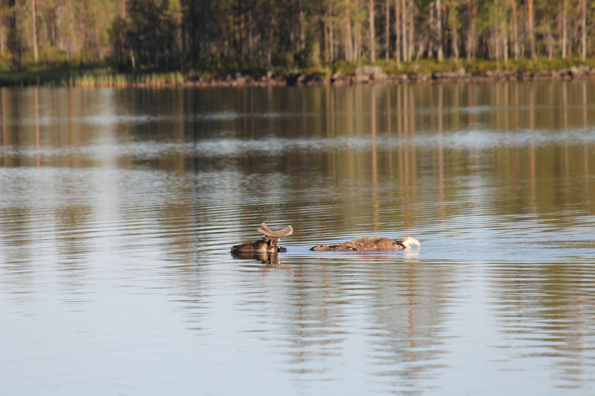 Valokuvaaja: Jouni Niemelä