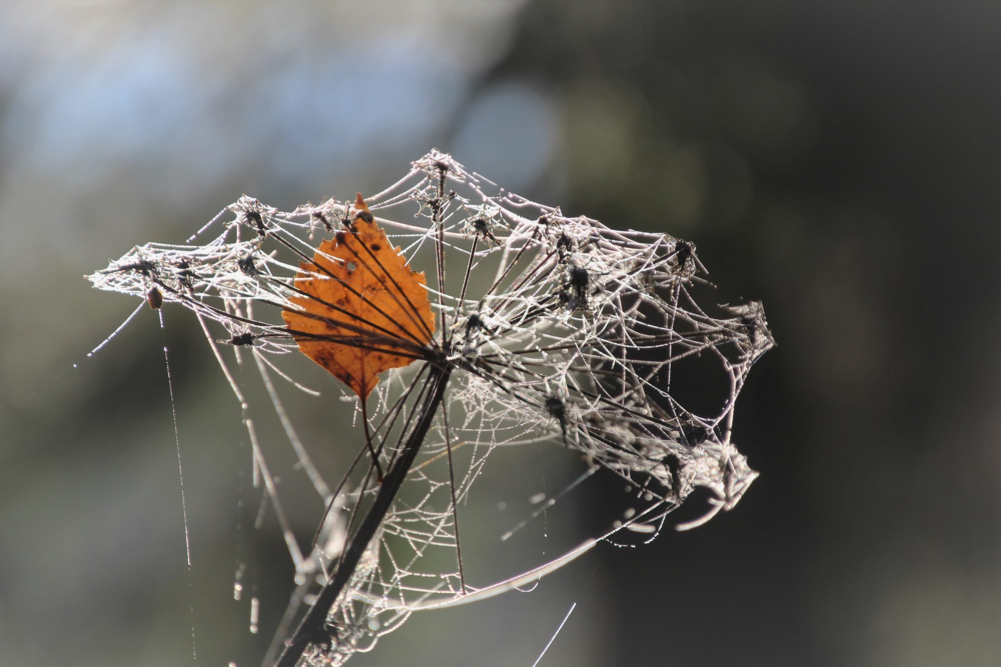 Valokuvaaja: Tiina Laihanen