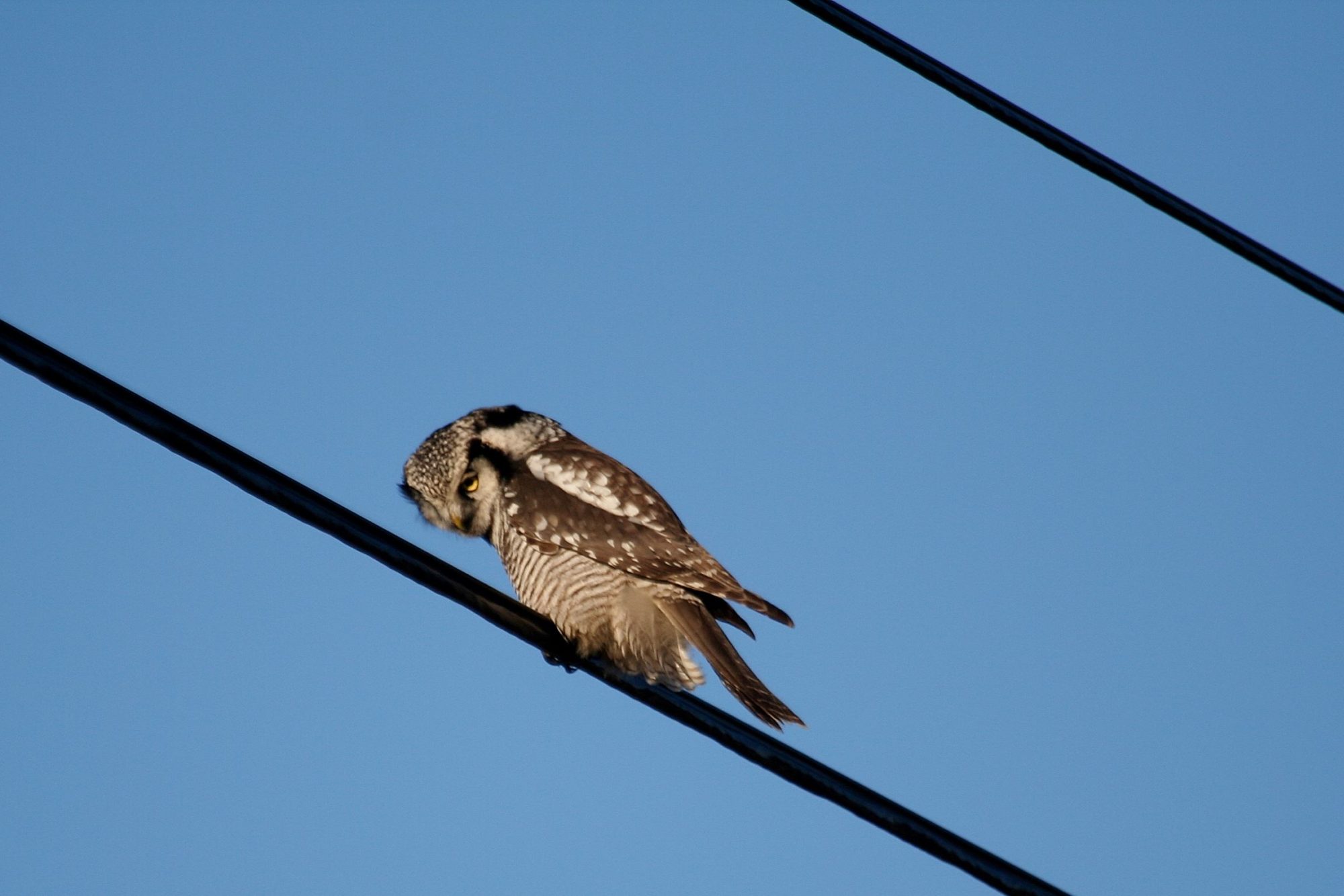 Valokuvaaja: Pirkko Siukonen Valokuvaaja: Pirkko Siukonen