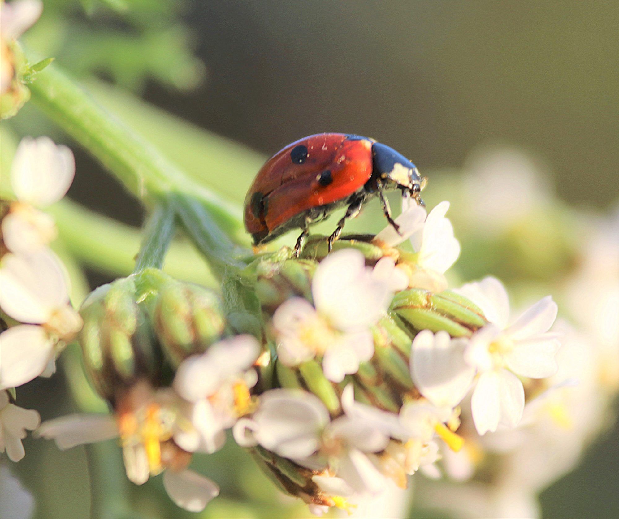Valokuvaaja: Irja Lehtinen