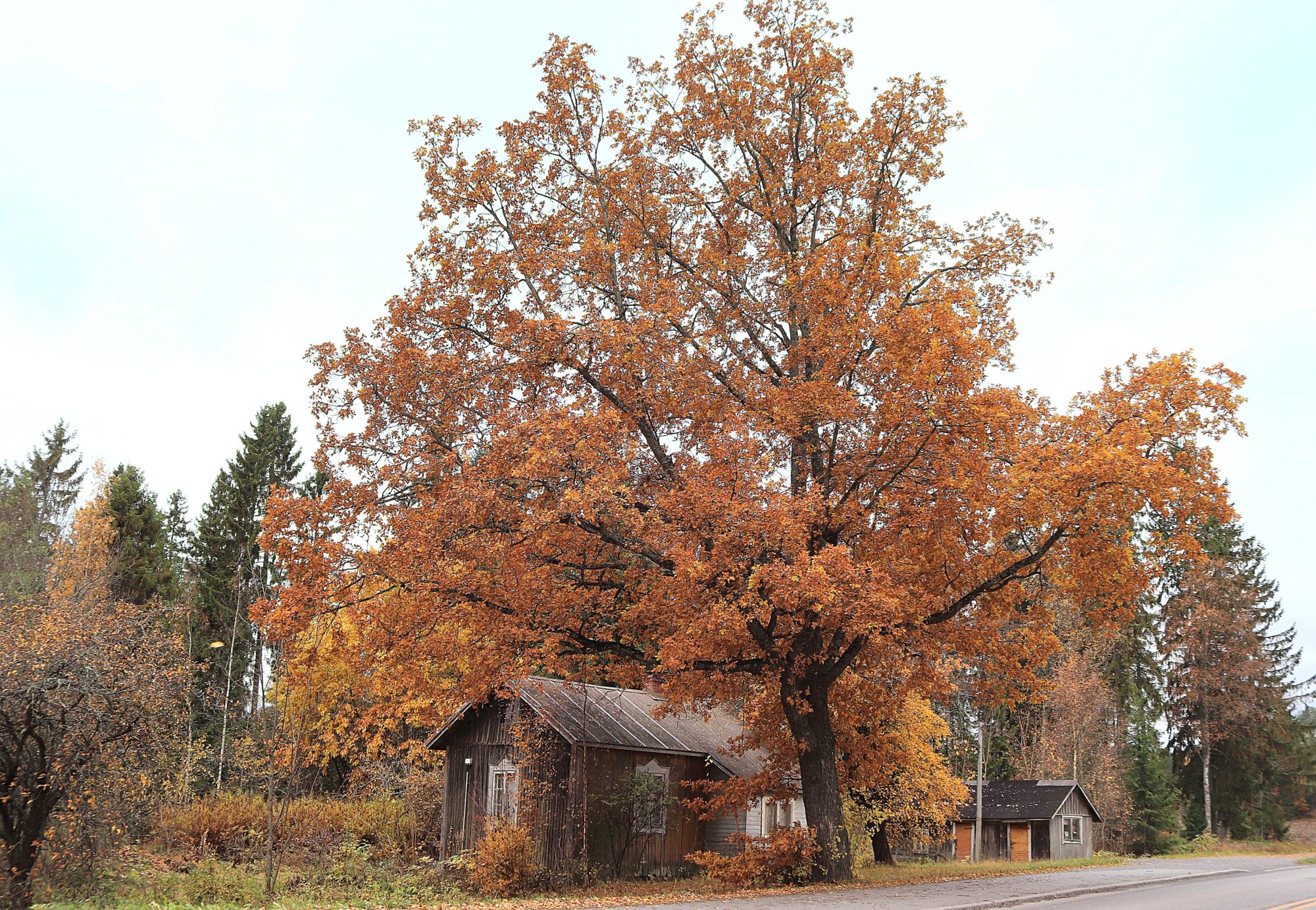 Valokuvaaja: Irja Lehtinen Valokuvaaja: Irja Lehtinen