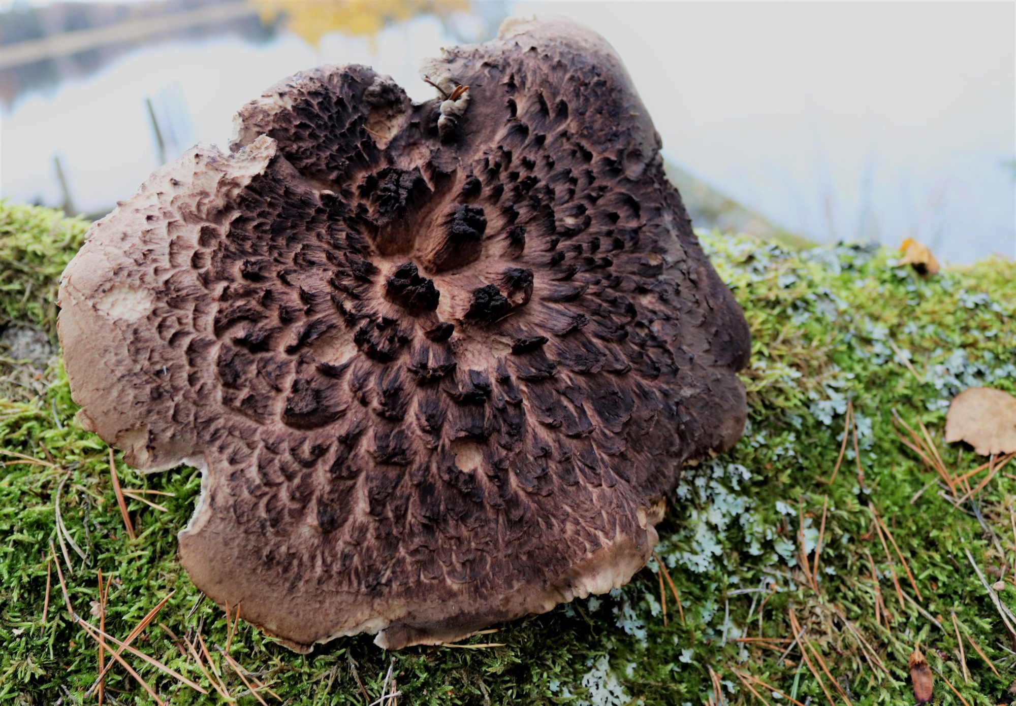 Valokuvaaja: Irja Lehtinen