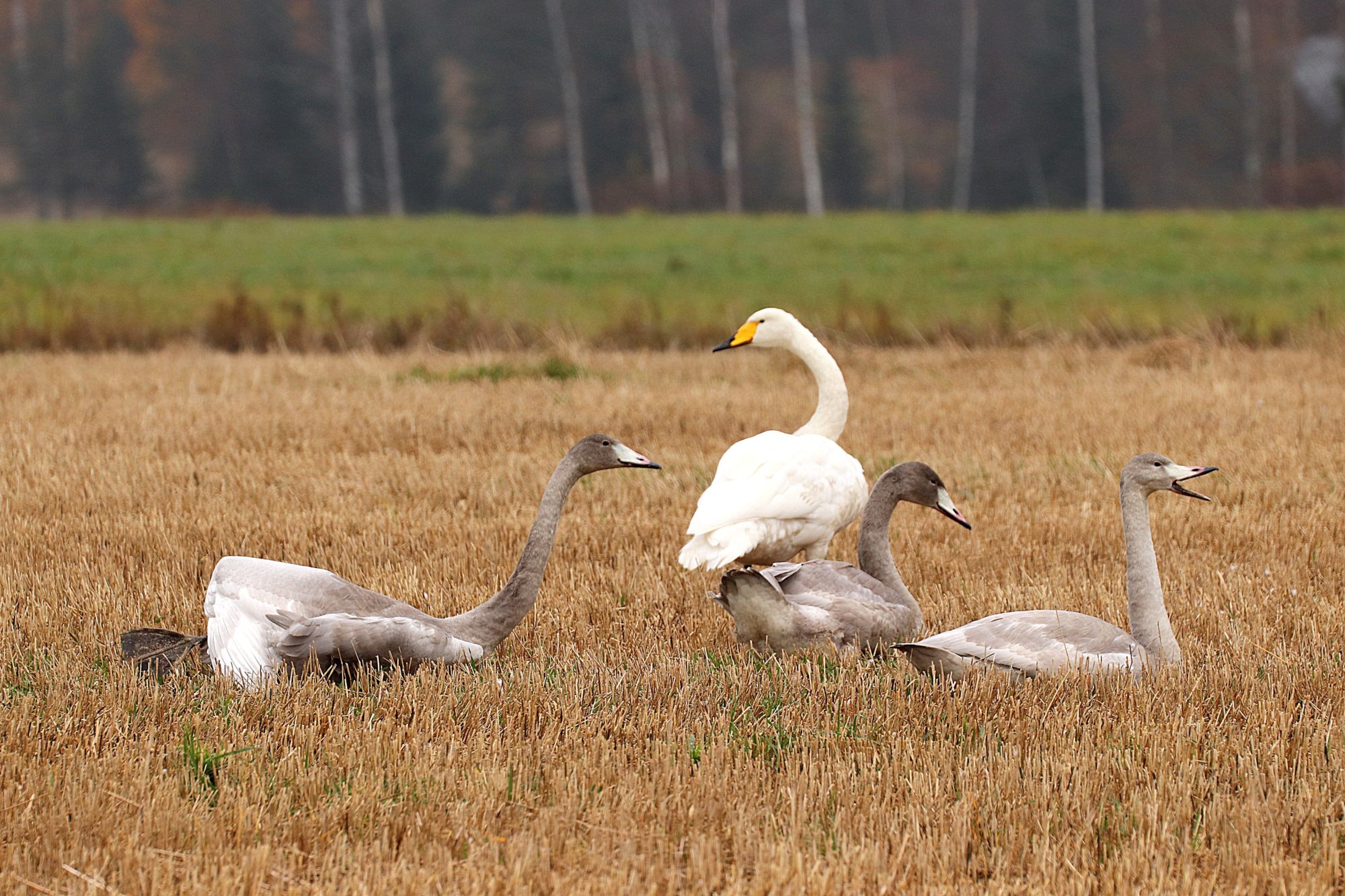 Valokuvaaja: Irja Lehtinen