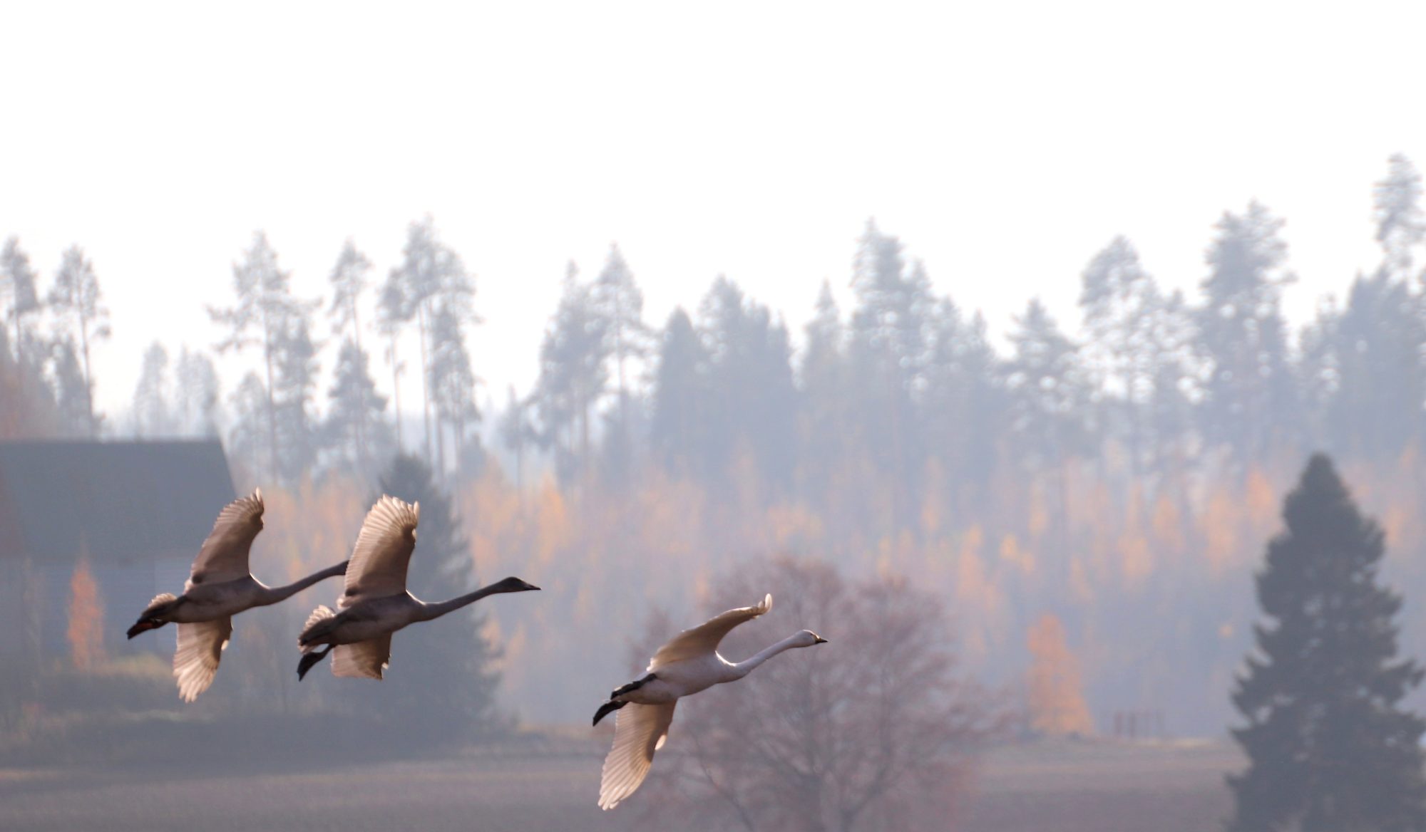 Valokuvaaja: Irja Lehtinen