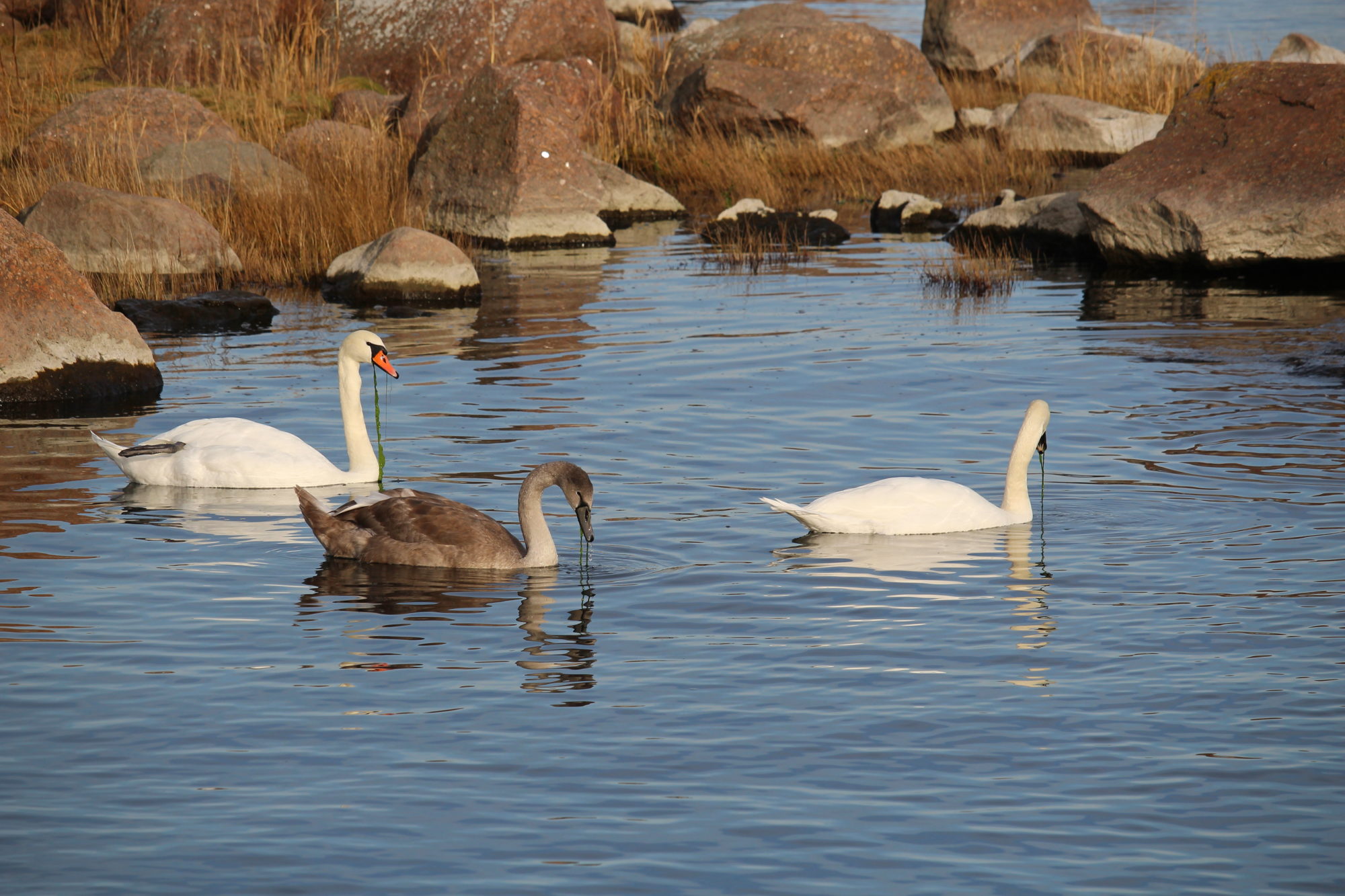 Valokuvaaja: Kirsi-Marja Joenpolvi