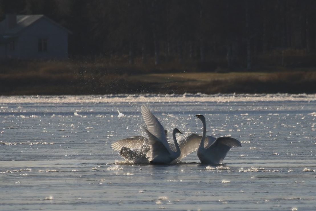 Valokuvaaja: Pirkko Siukonen
