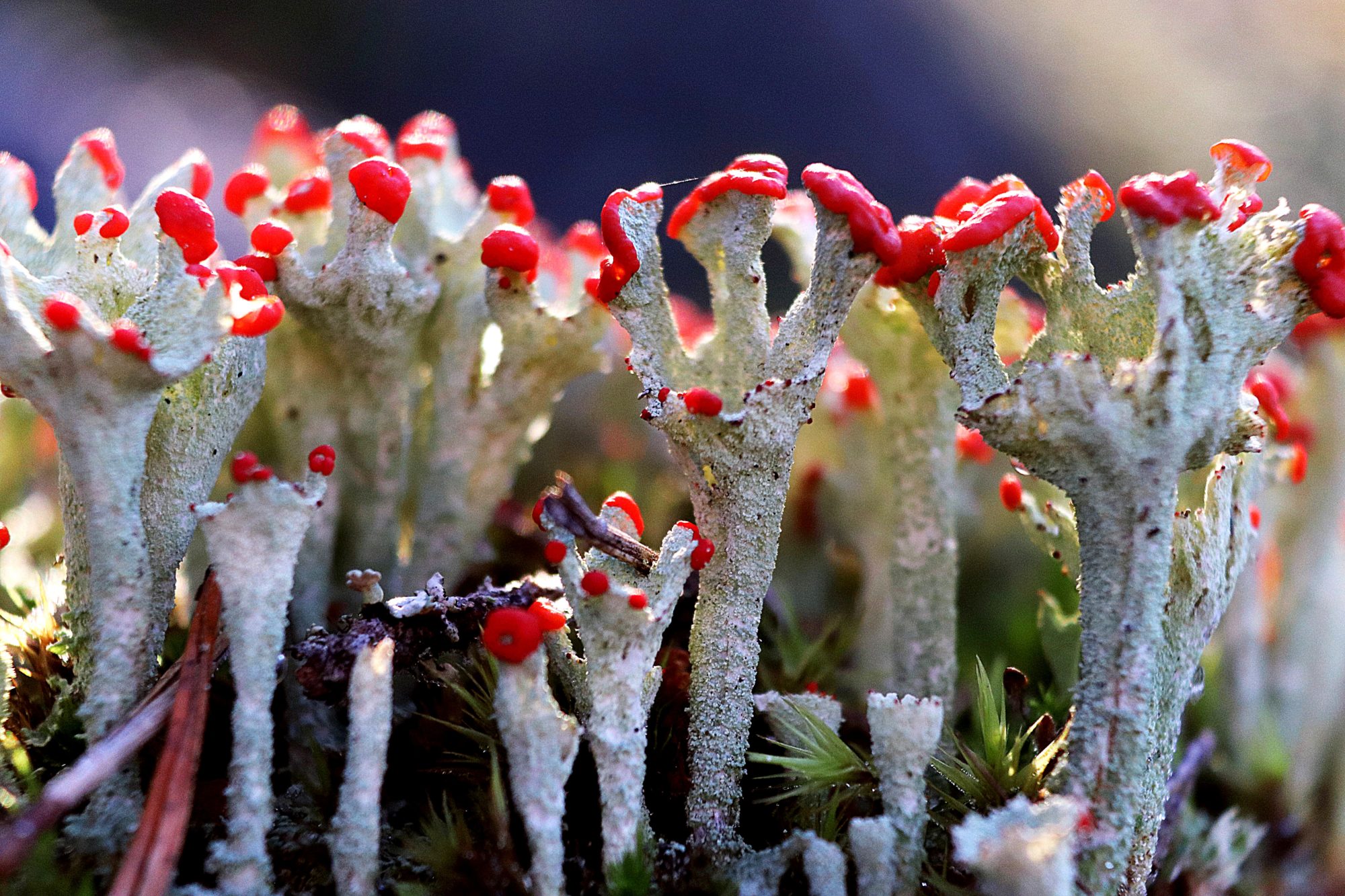 Valokuvaaja: Irja Lehtinen