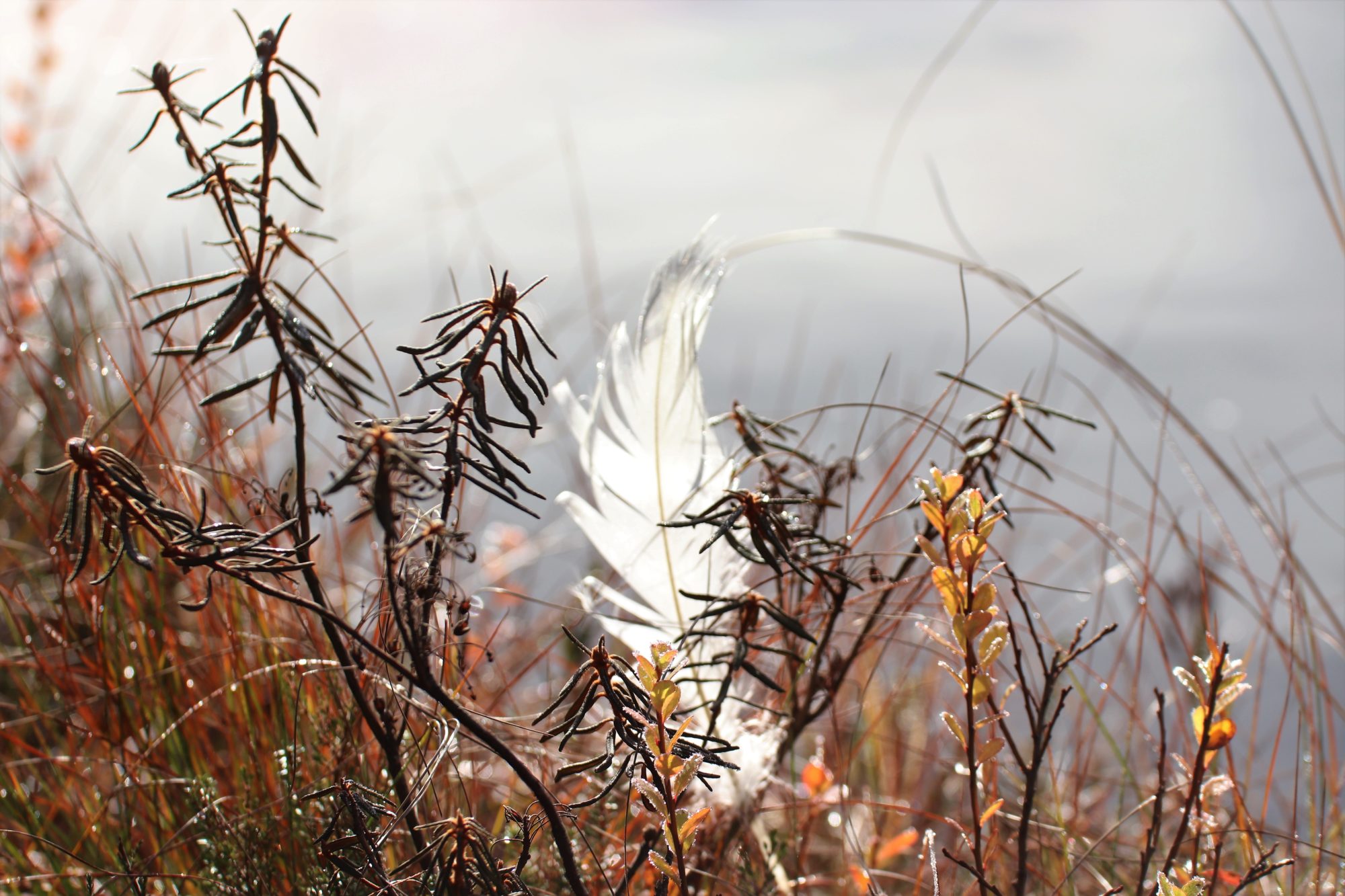 Valokuvaaja: Irja Lehtinen
