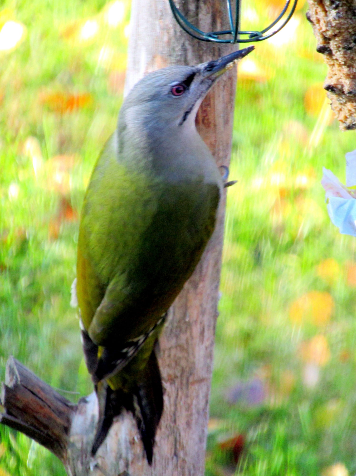 Valokuvaaja: Sirkka Ruotoistenmäki Valokuvaaja: Sirkka Ruotoistenmäki