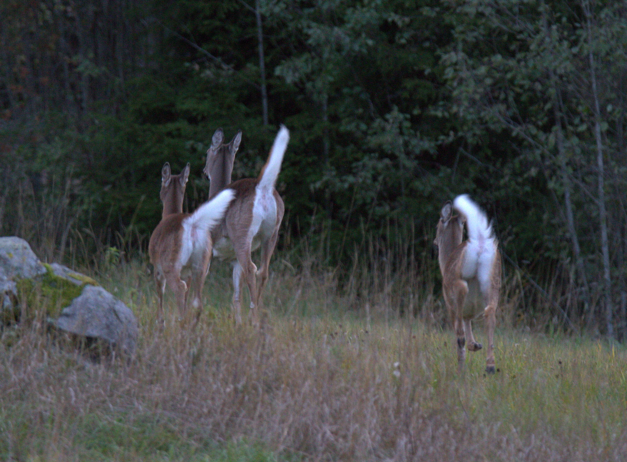 Valokuvaaja: sirpaJyske