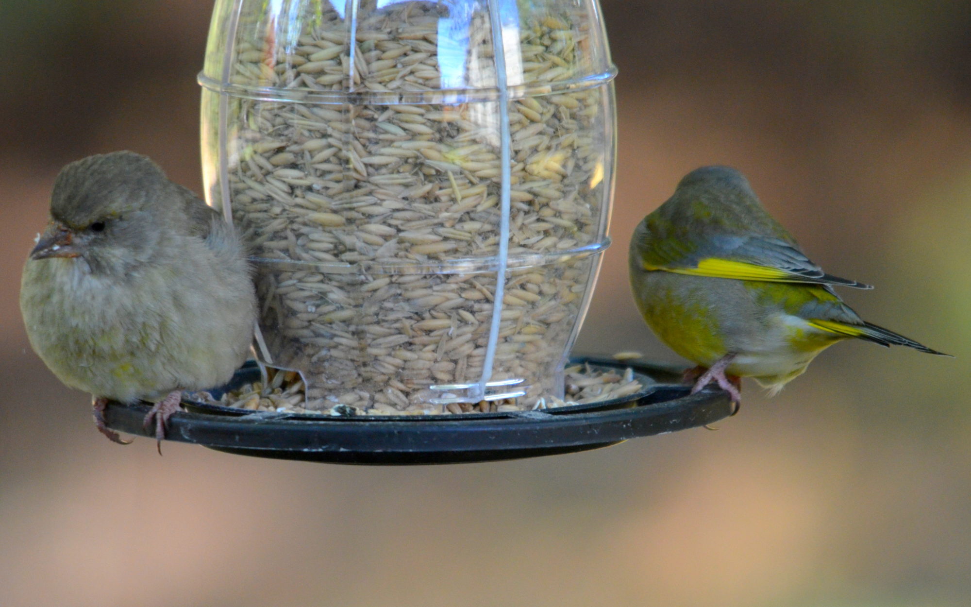 Valokuvaaja: Kaarlo Asikainen