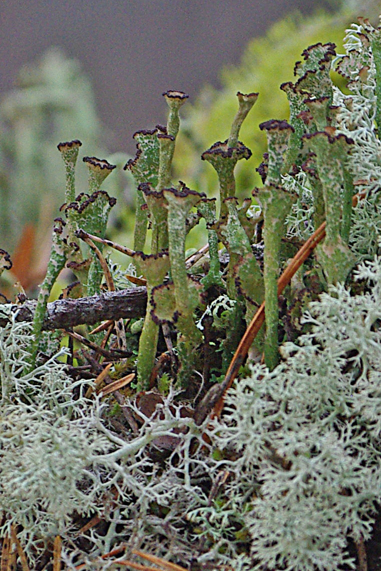 Valokuvaaja: Pirjo Virtanen Valokuvaaja: Pirjo Virtanen