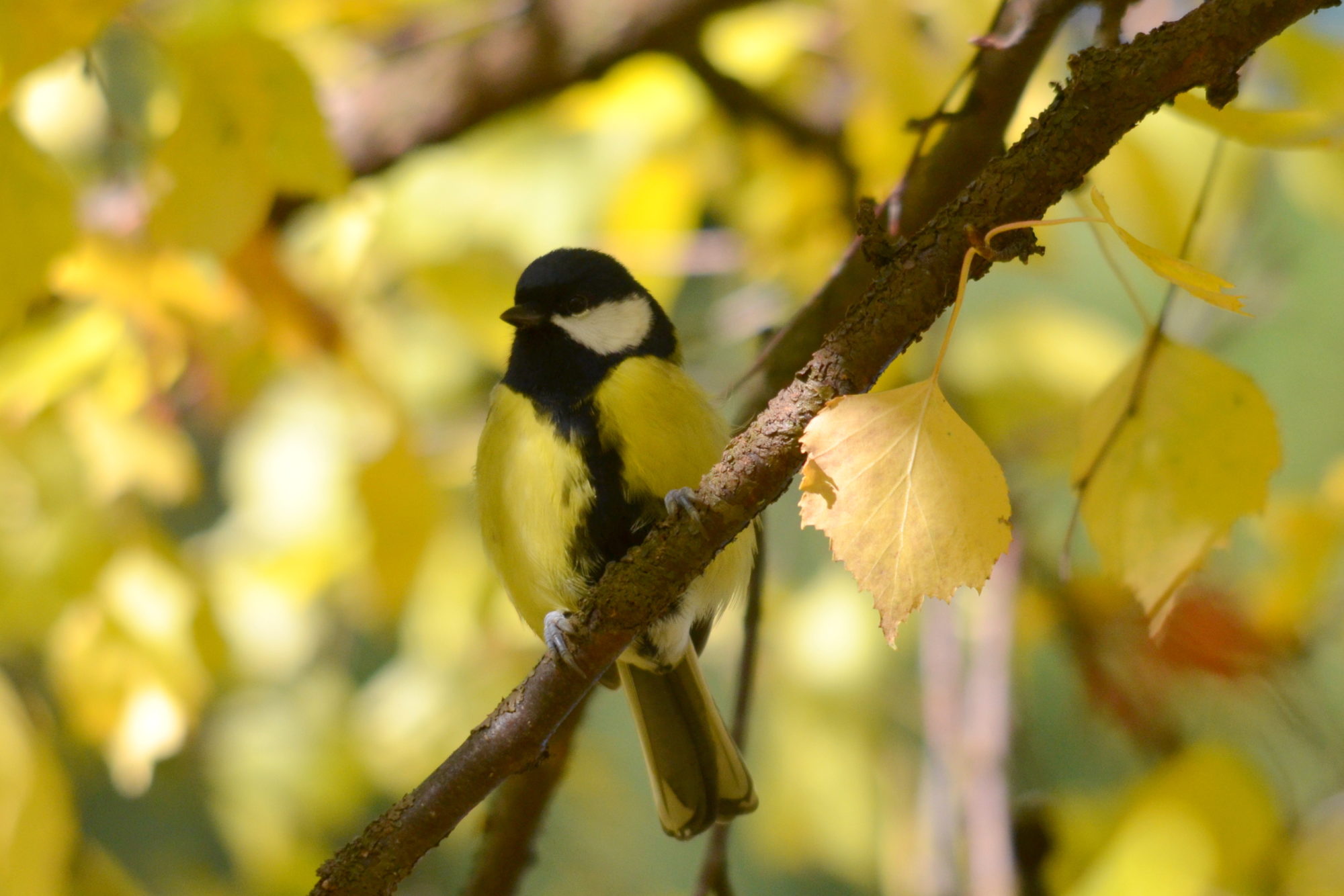 Valokuvaaja: Kaarlo Asikainen Valokuvaaja: Kaarlo Asikainen
