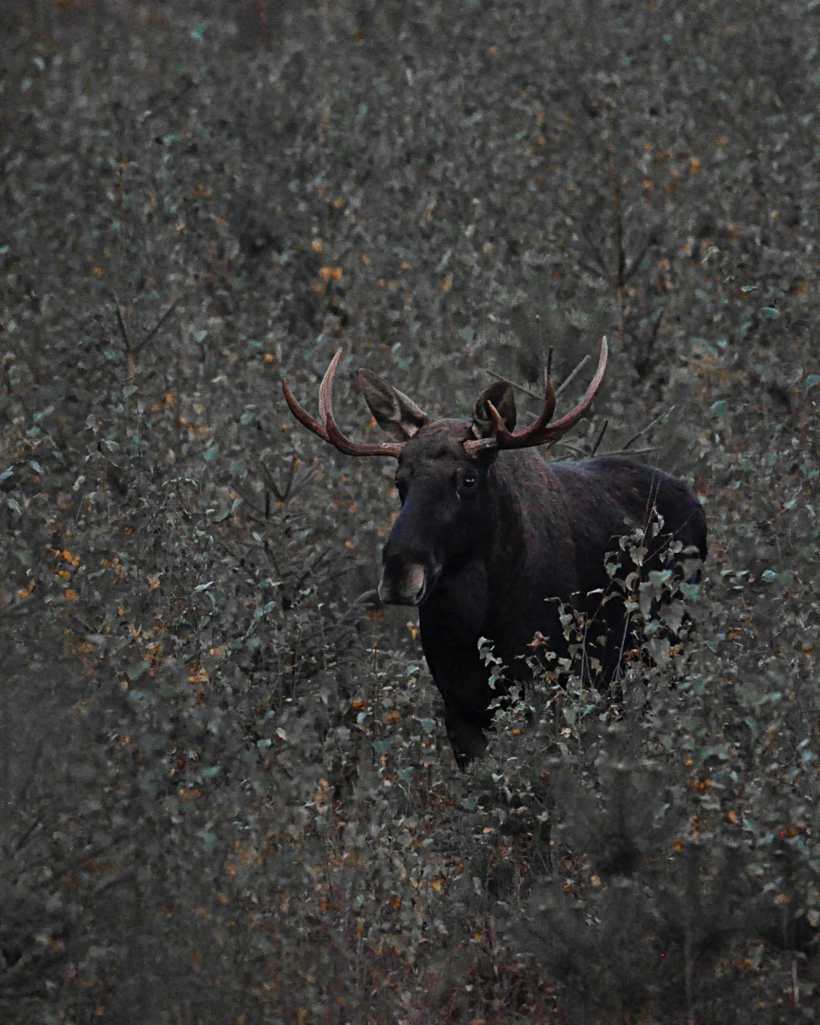 Valokuvaaja: Jenni Merilä