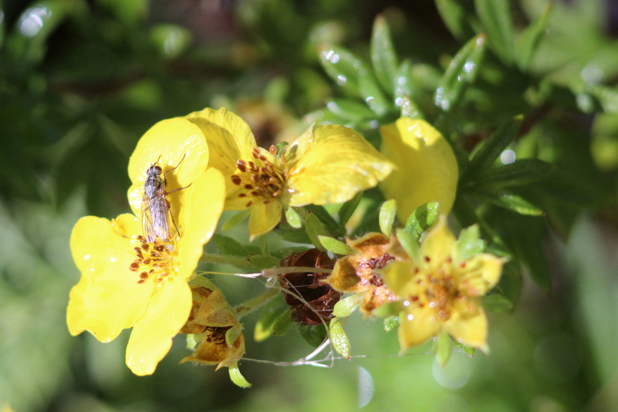 Valokuvaaja: Kaarlo Asikainen