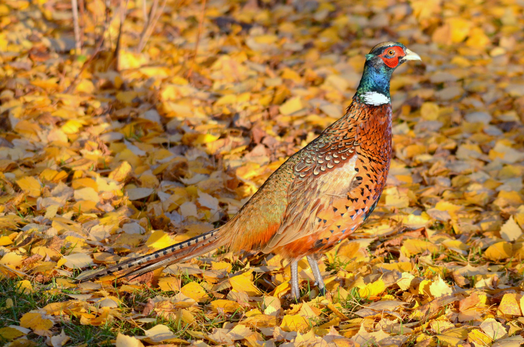 Valokuvaaja: Kaarlo Asikainen