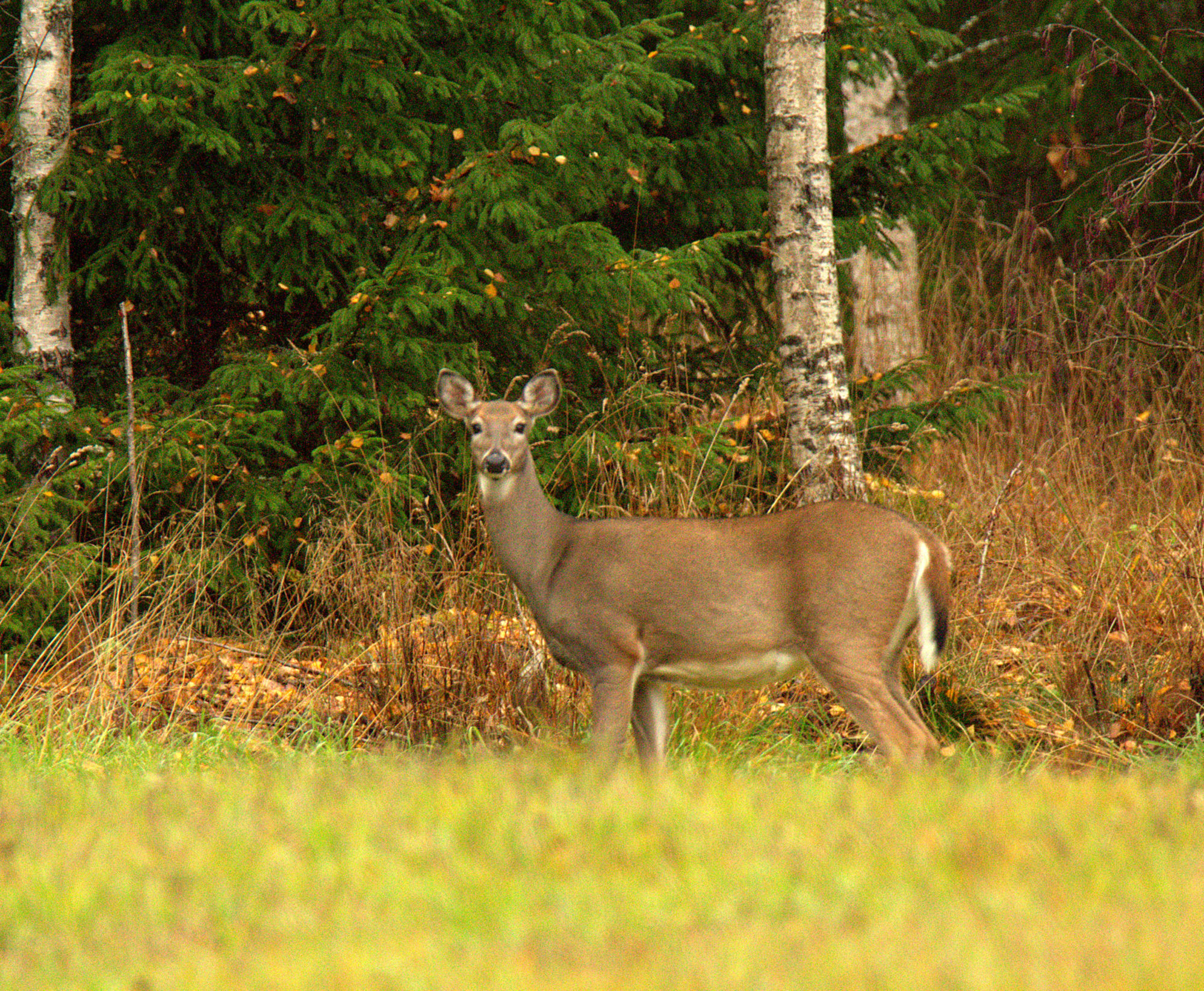 Valokuvaaja: sirpa Jyske