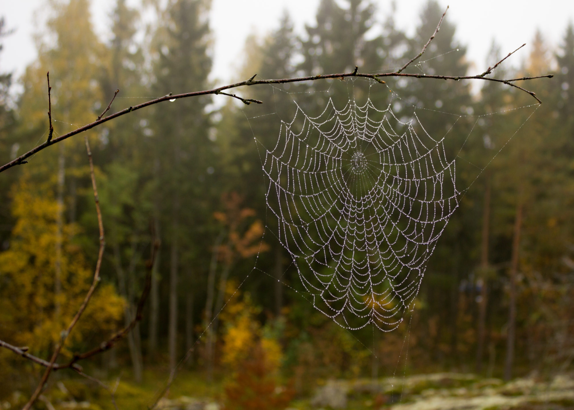 Valokuvaaja: Mirko Niittumäki