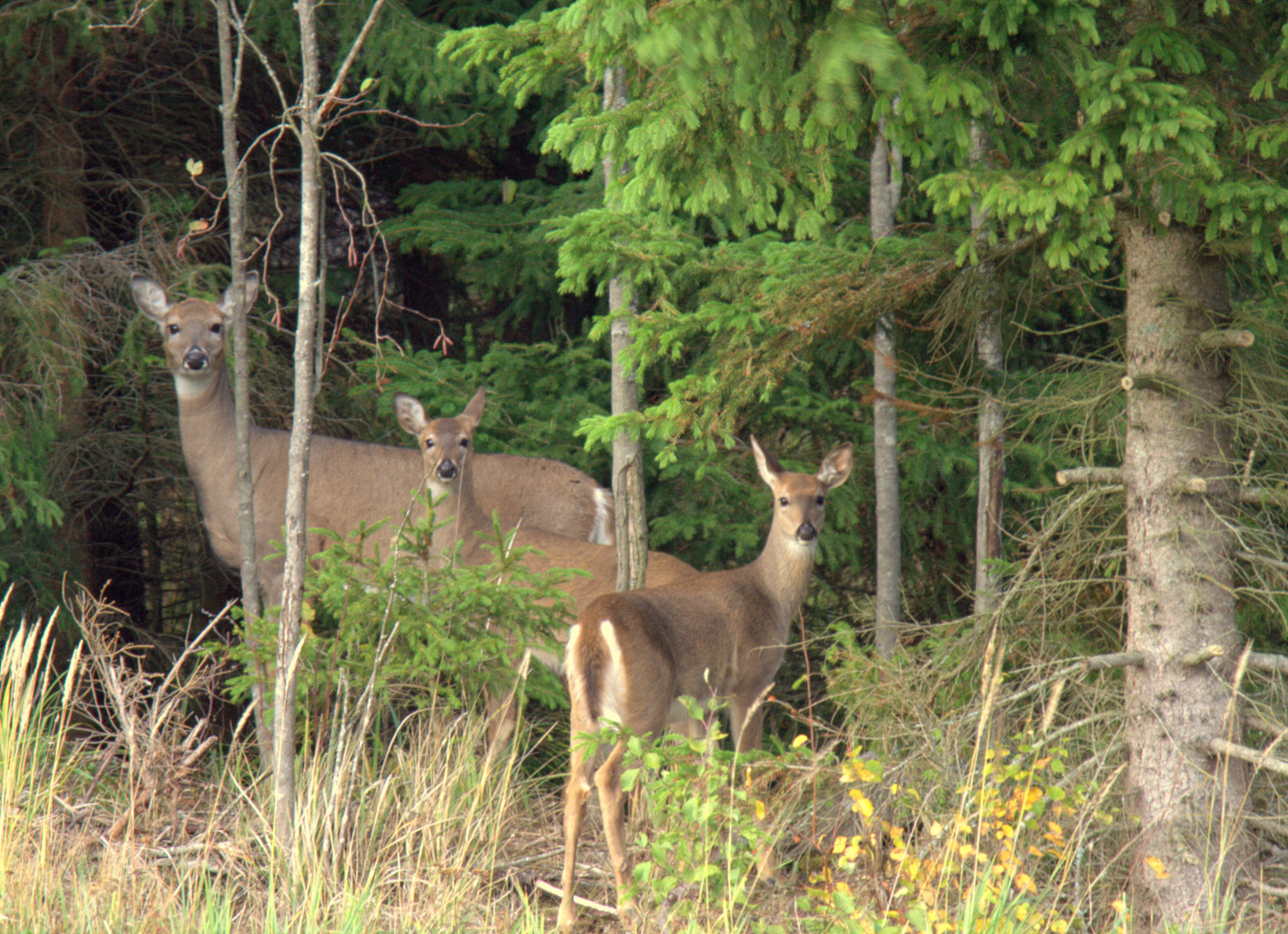 Valokuvaaja: Sirpa Jyske