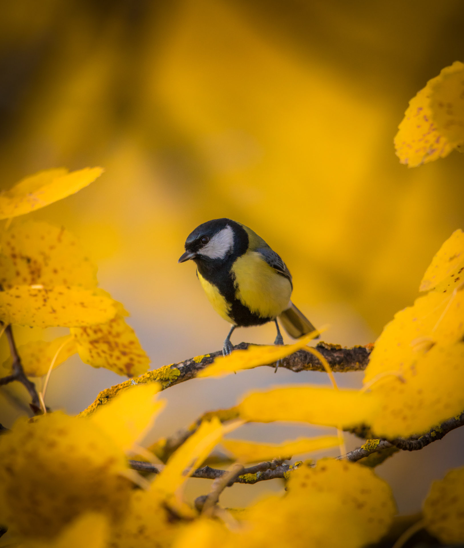 Valokuvaaja: Jukka Risikko