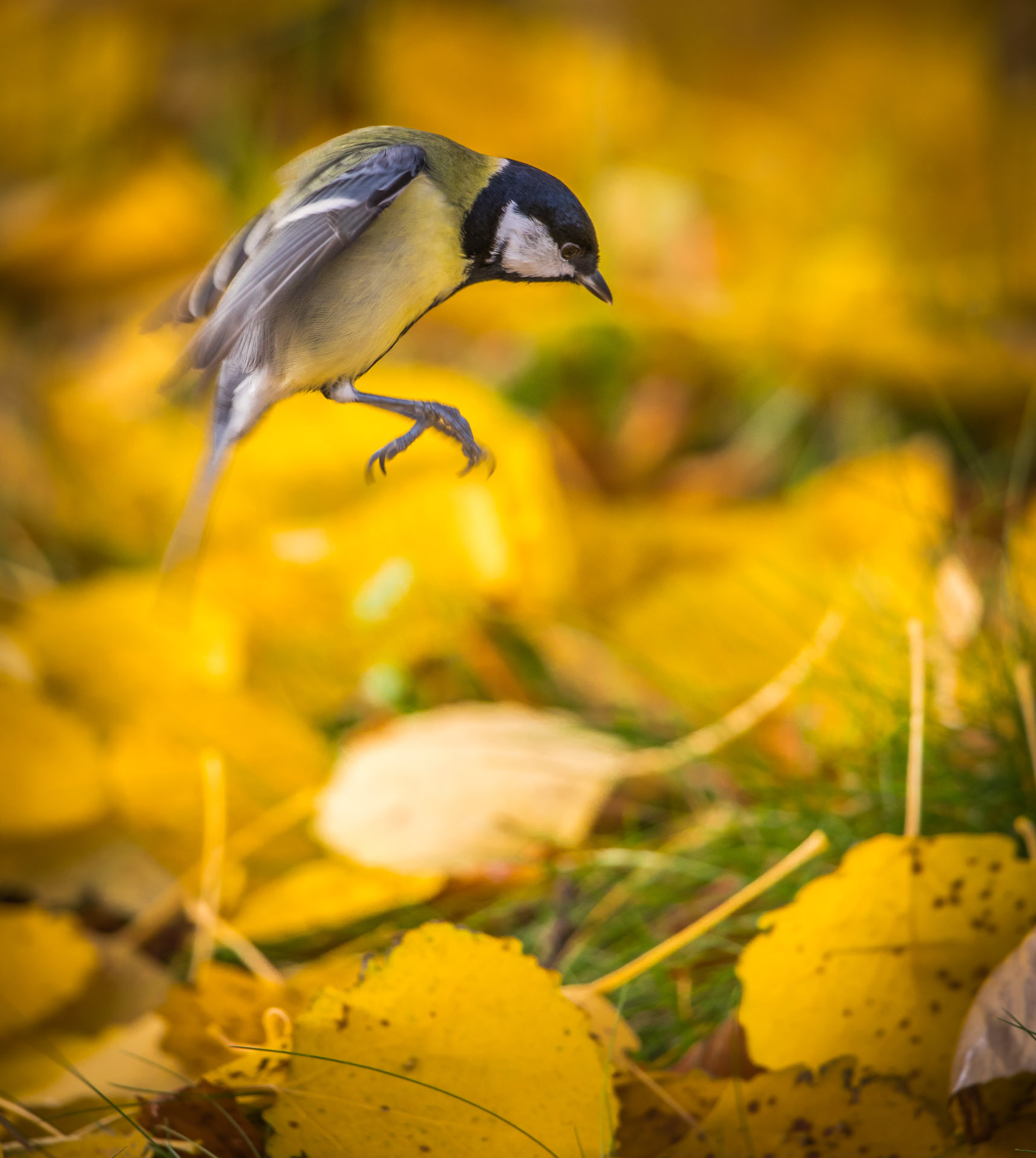Valokuvaaja: Jukka Risikko