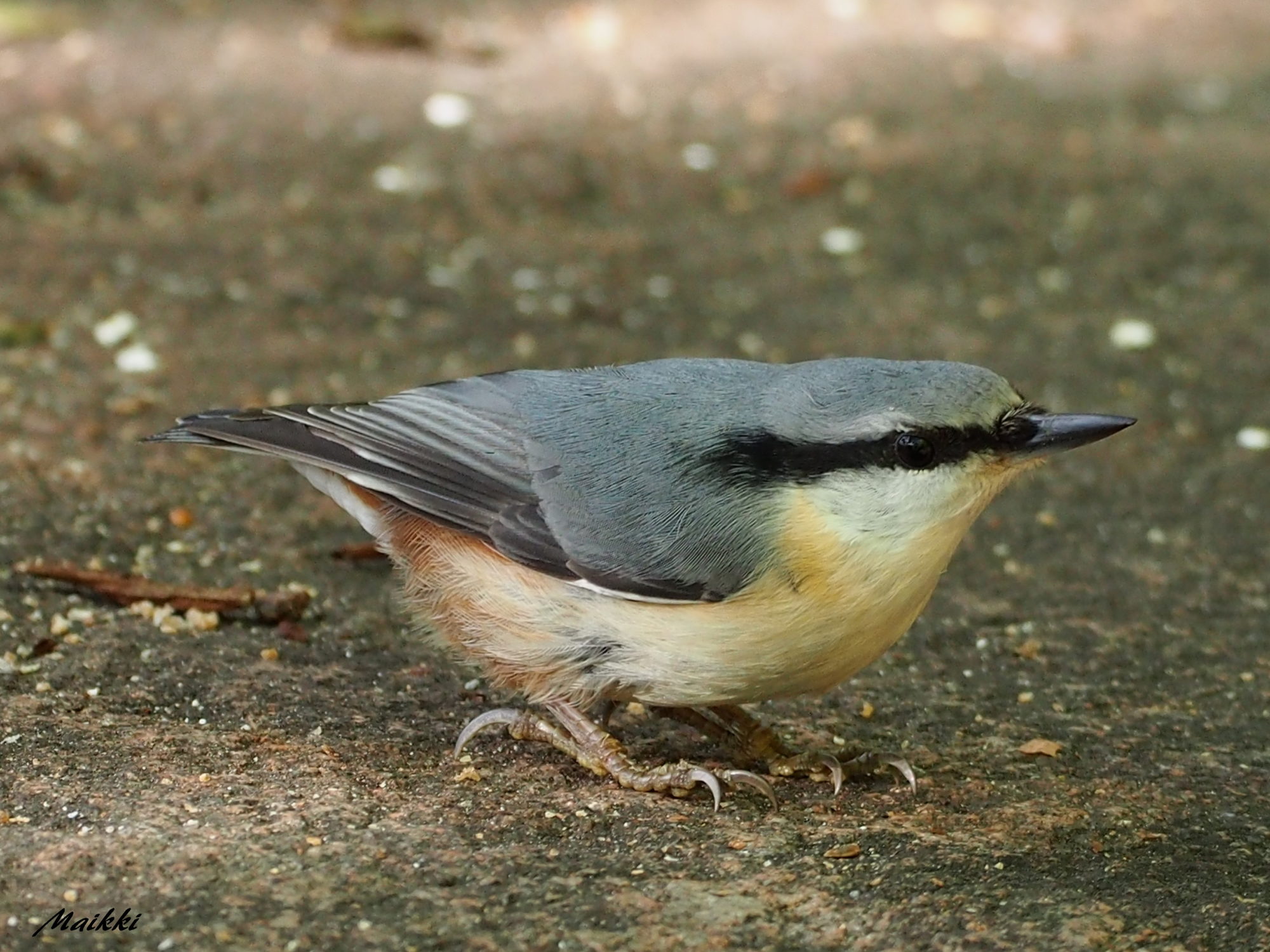 Valokuvaaja: Marja-Leena Kuusisto