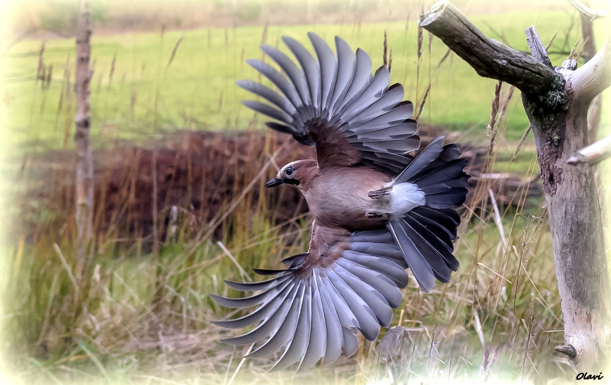 Valokuvaaja: Olavi Kangas