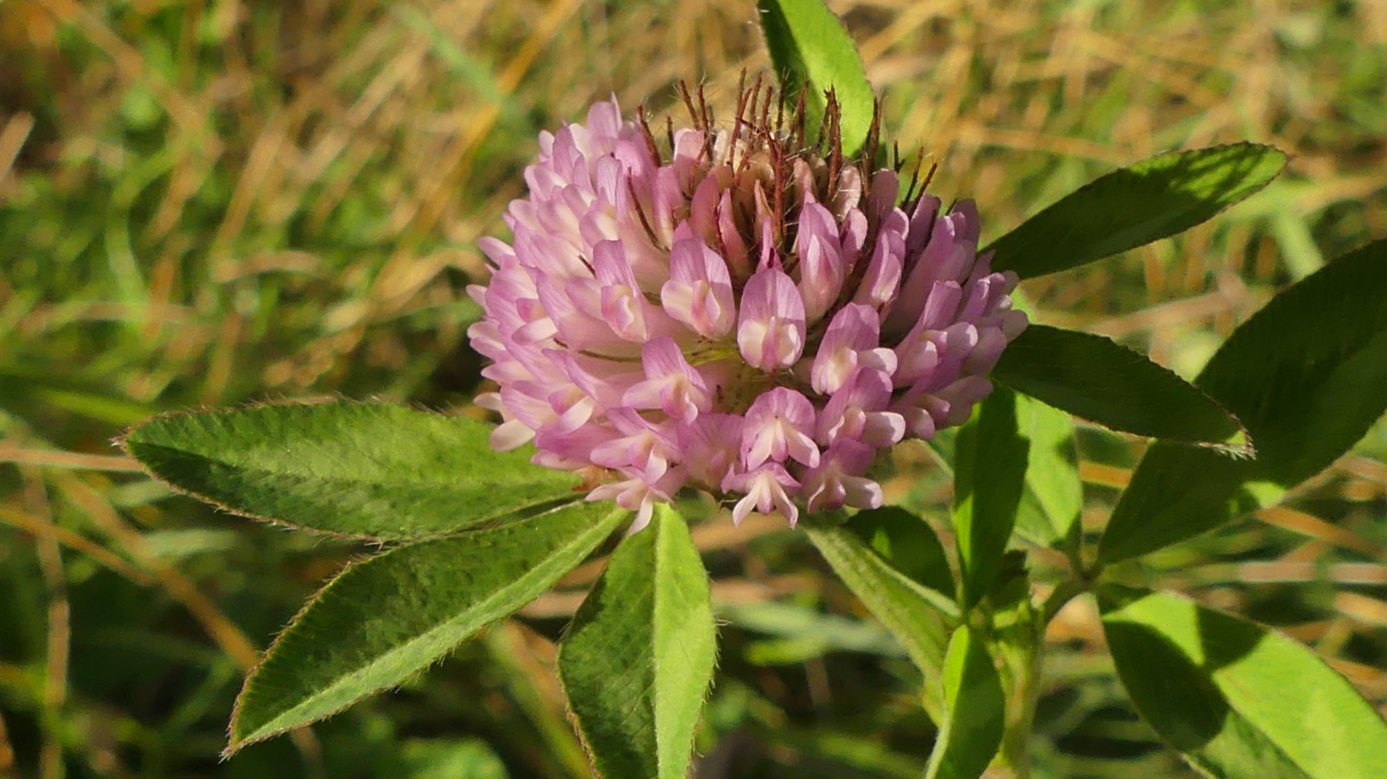Valokuvaaja: Martti Valtonen