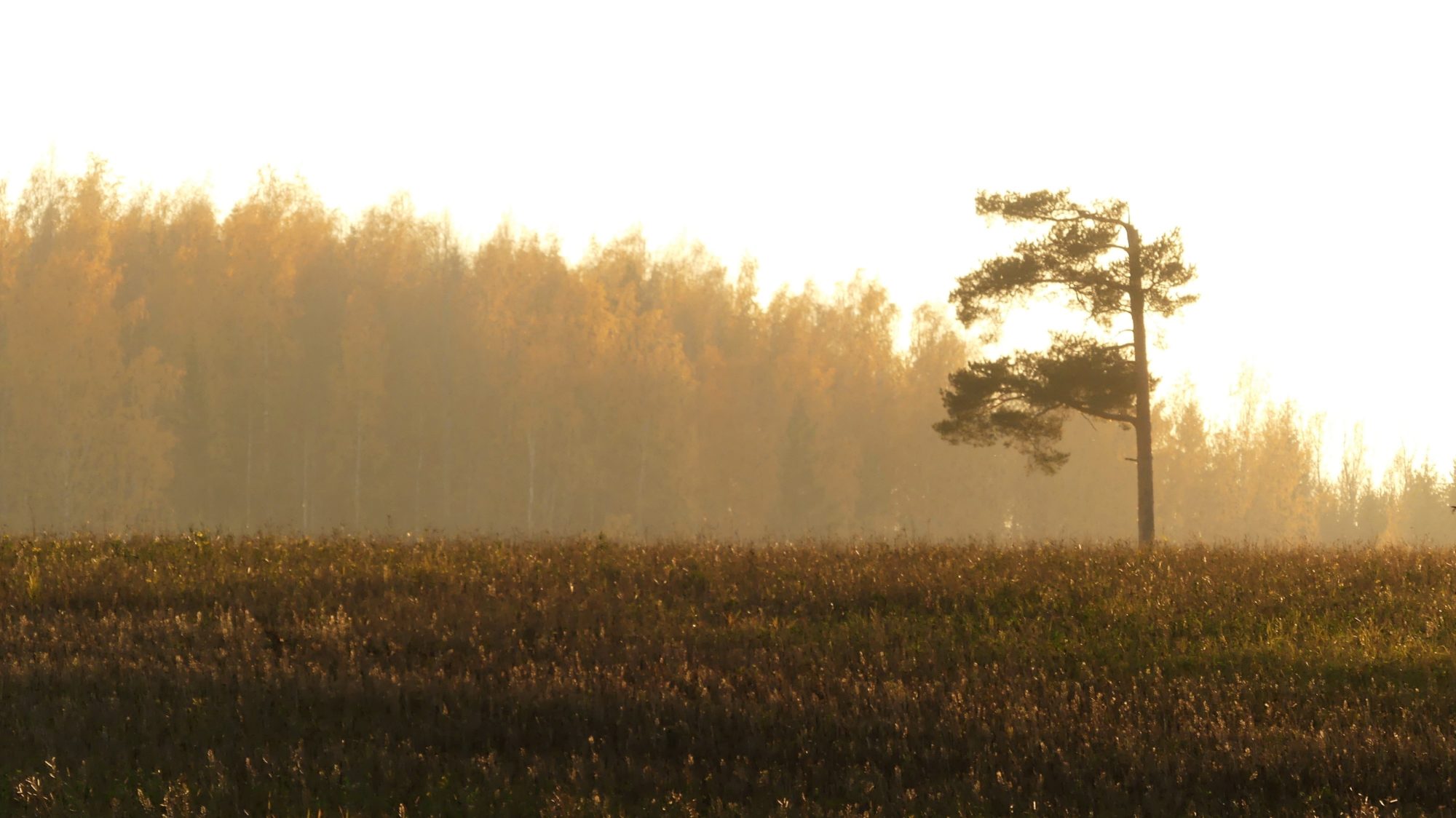 Valokuvaaja: Martti Valtonen