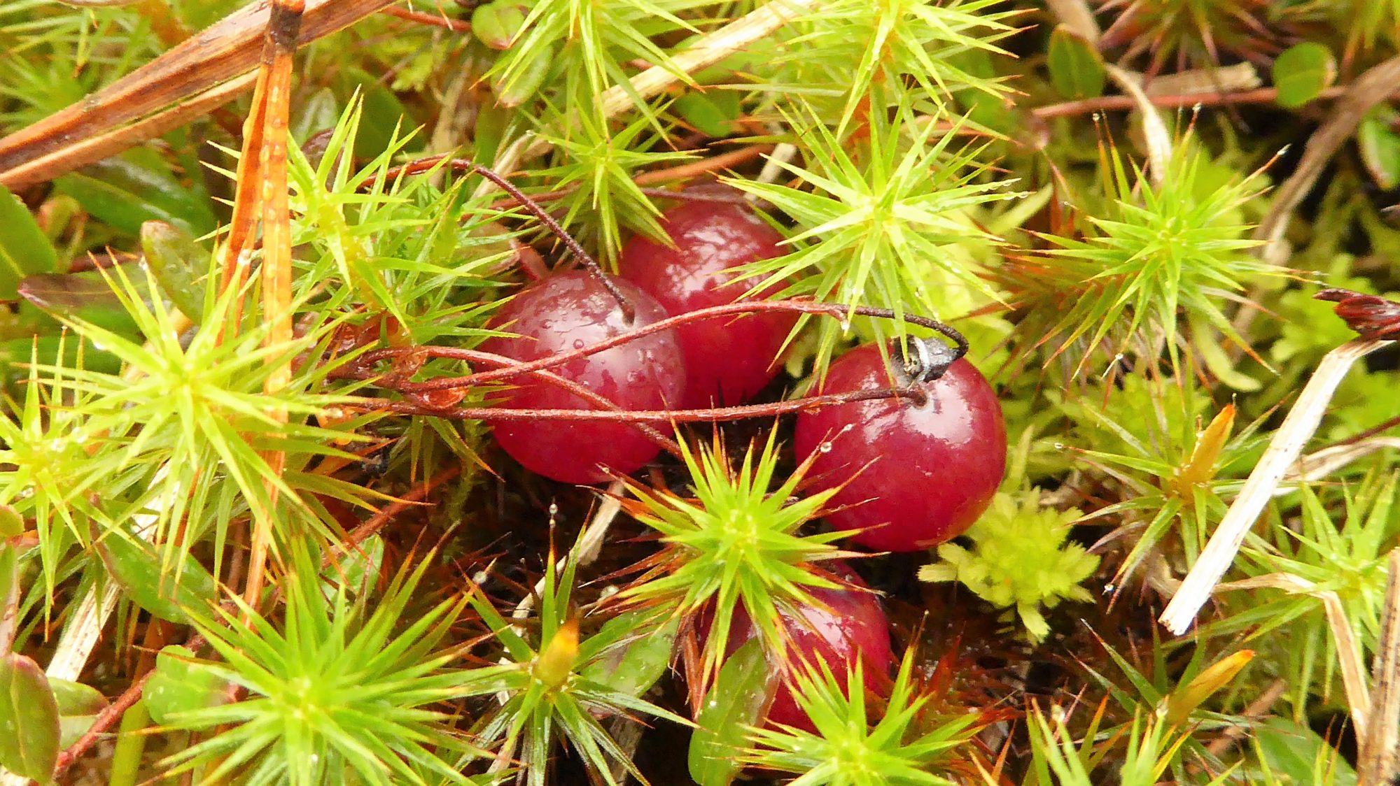 Valokuvaaja: Arja Valtonen