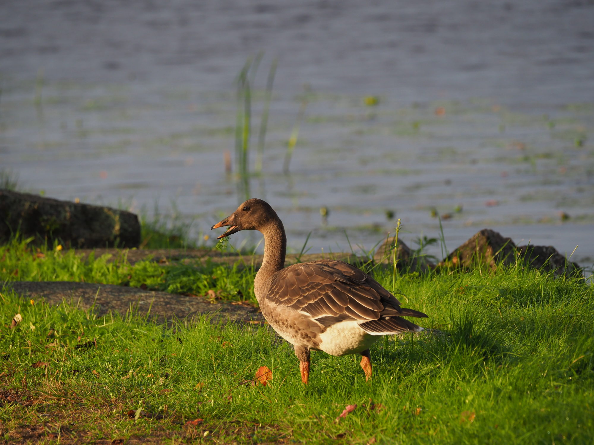 Valokuvaaja: Mikkola Irma