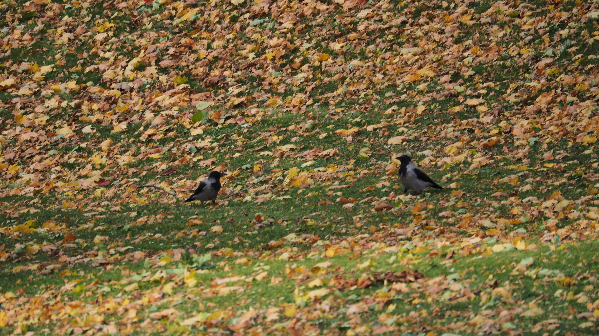 Valokuvaaja: Arja Valtonen