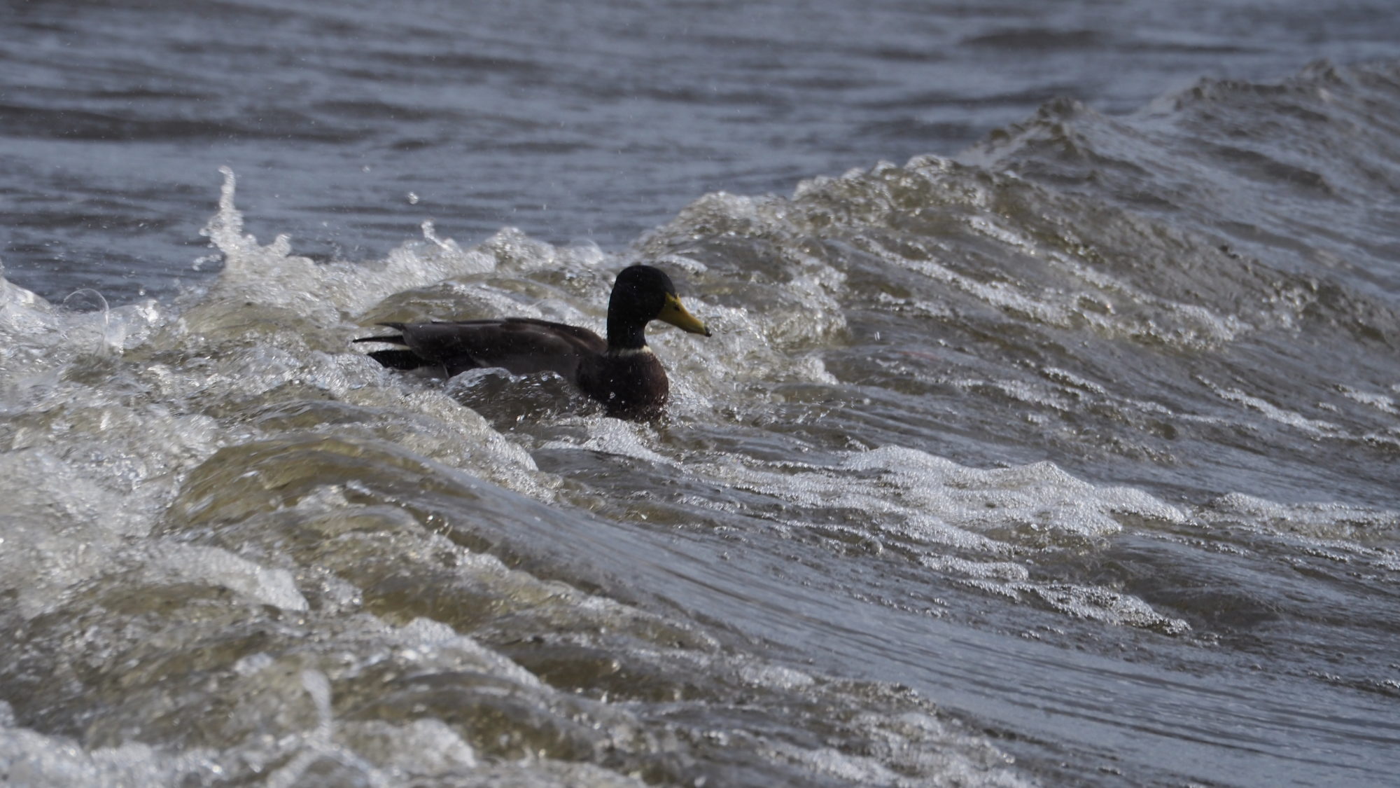 Valokuvaaja: Arja Valtonen