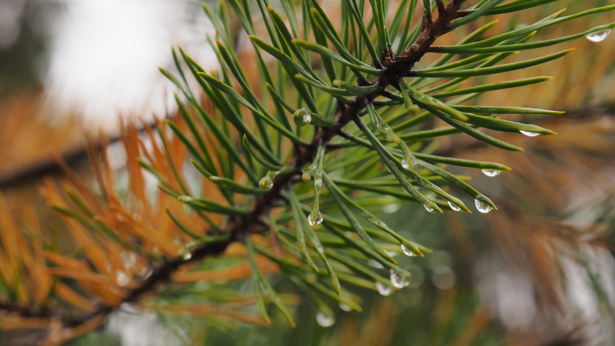 Valokuvaaja: Arja Valtonen