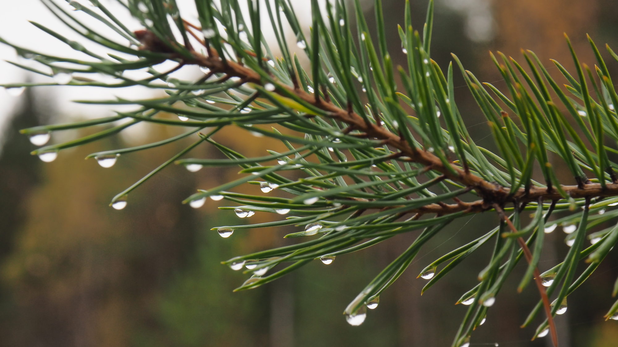 Valokuvaaja: Arja Valtonen Valokuvaaja: Arja Valtonen