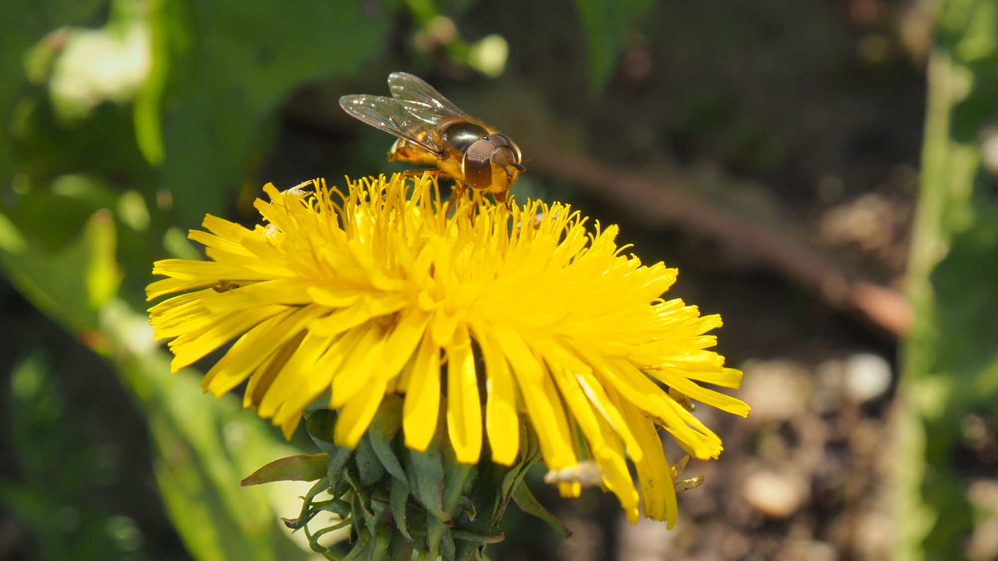 Valokuvaaja: Arja Valtonen Valokuvaaja: Arja Valtonen