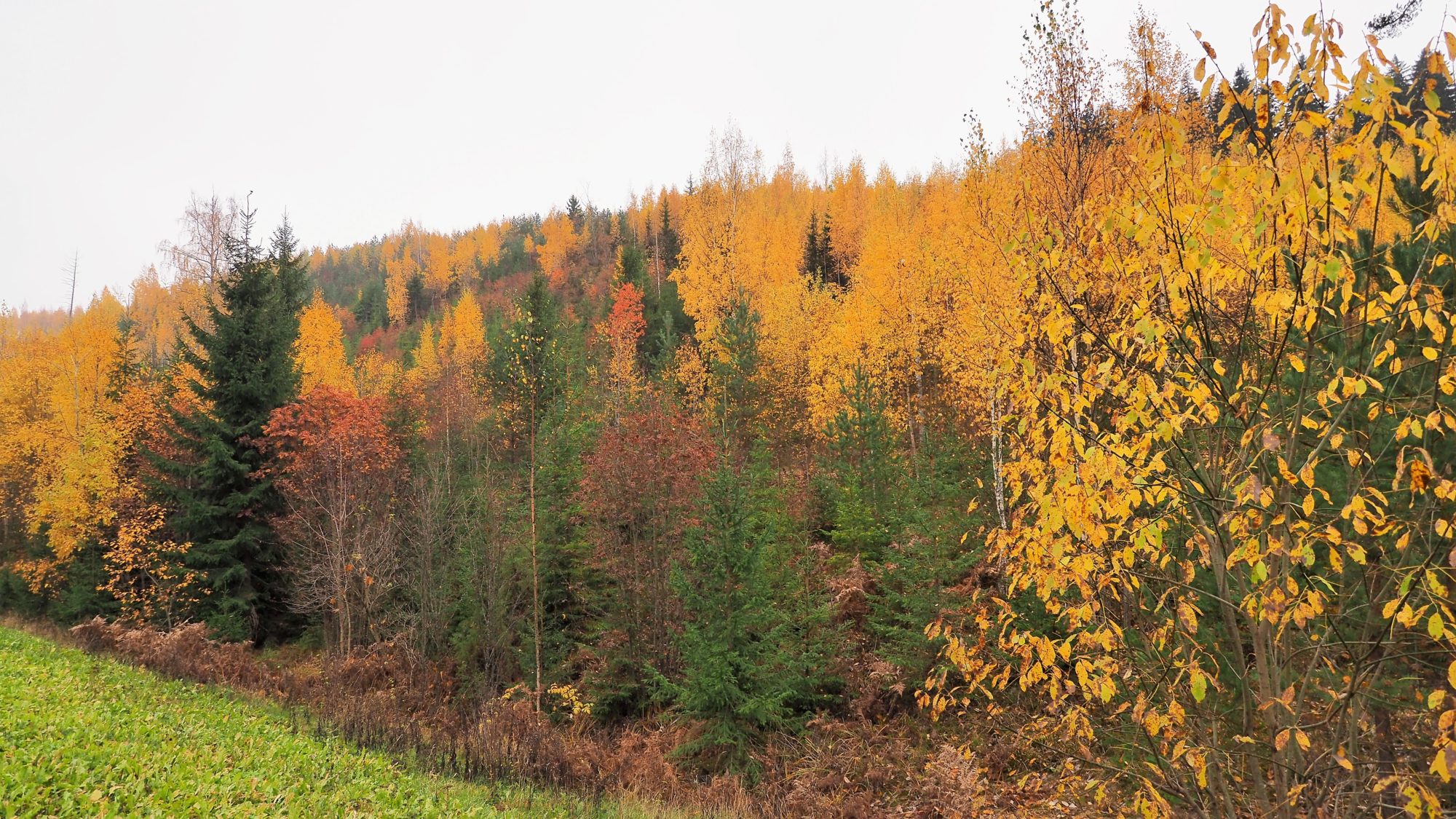 Valokuvaaja: Arja Valtonen