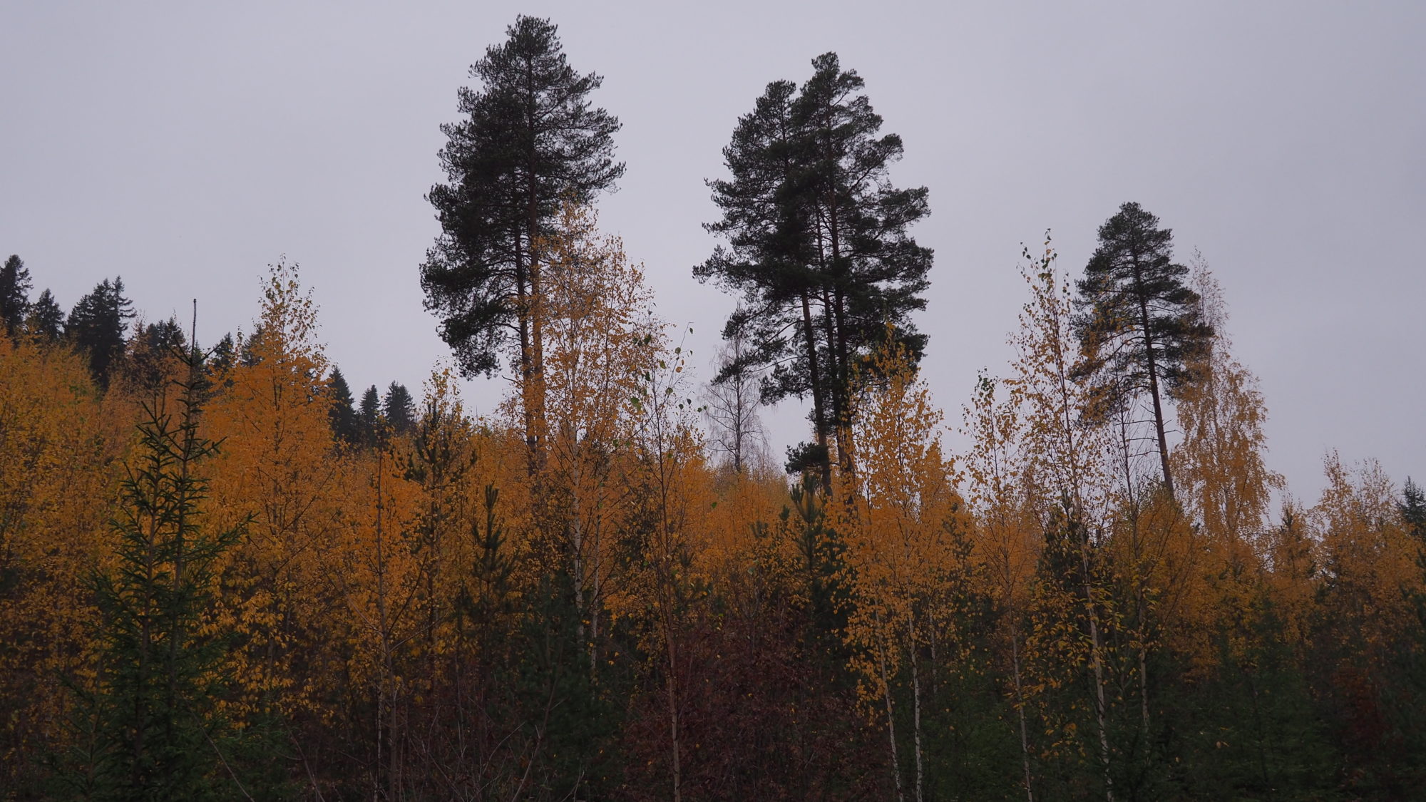 Valokuvaaja: Arja Valtonen